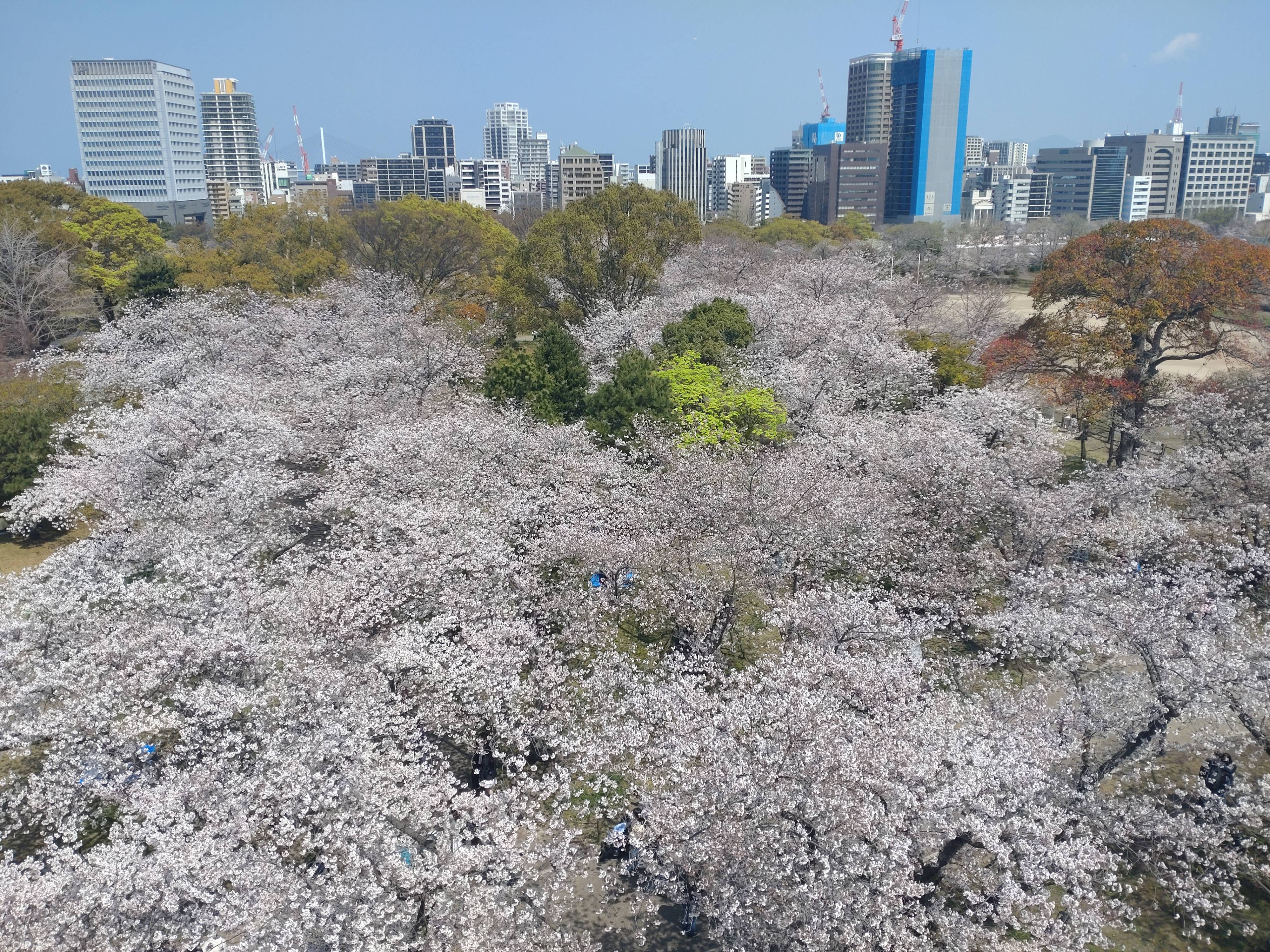 さくらまつり！！