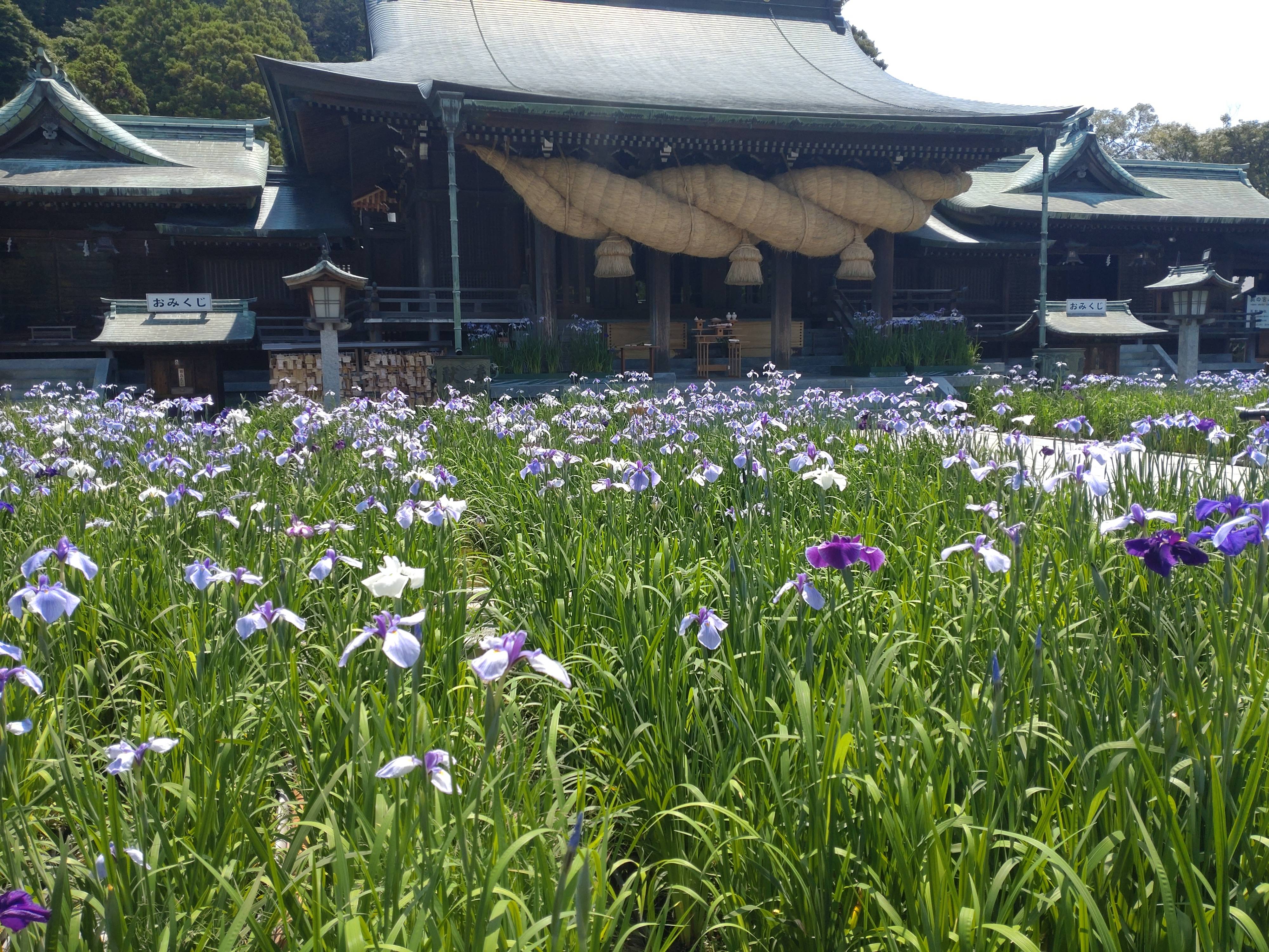 菖蒲祭り！！