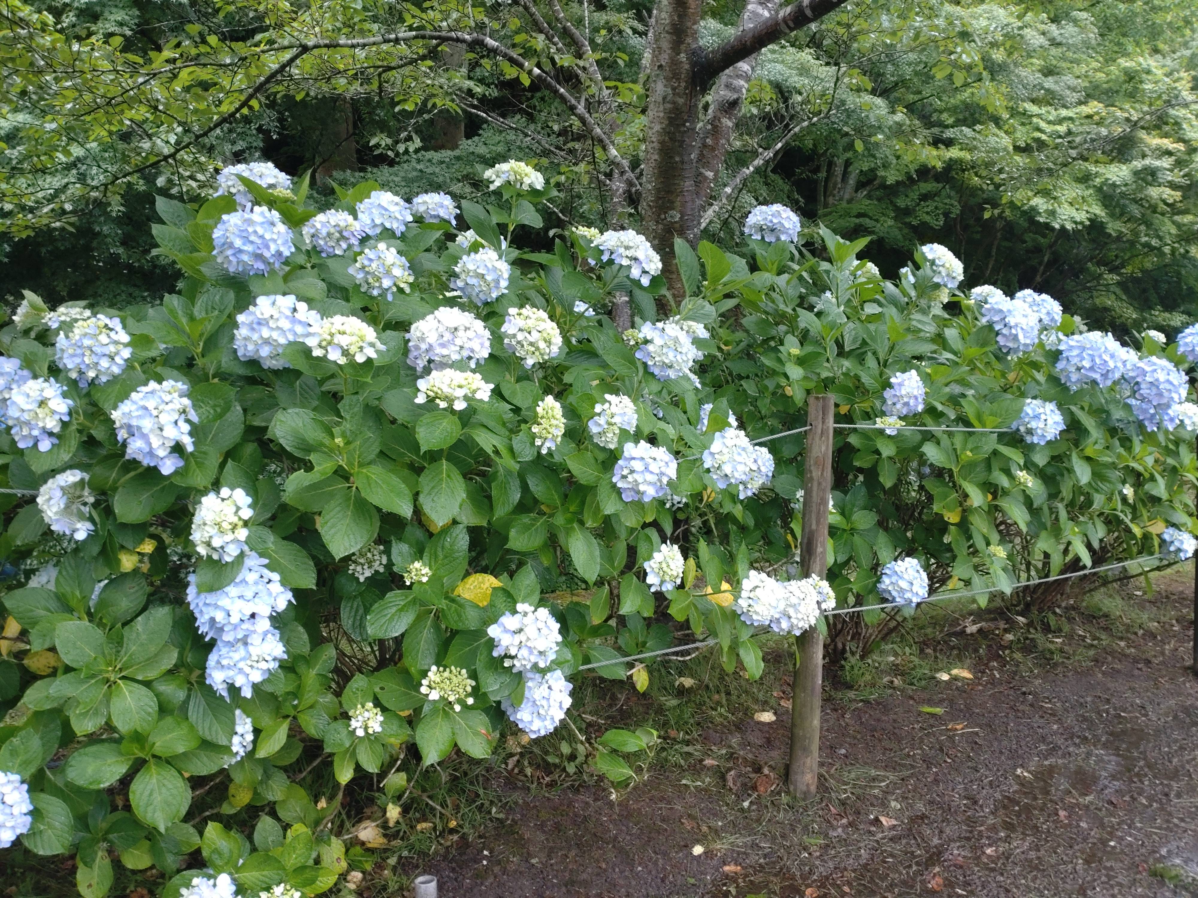 梅雨の風物詩！！
