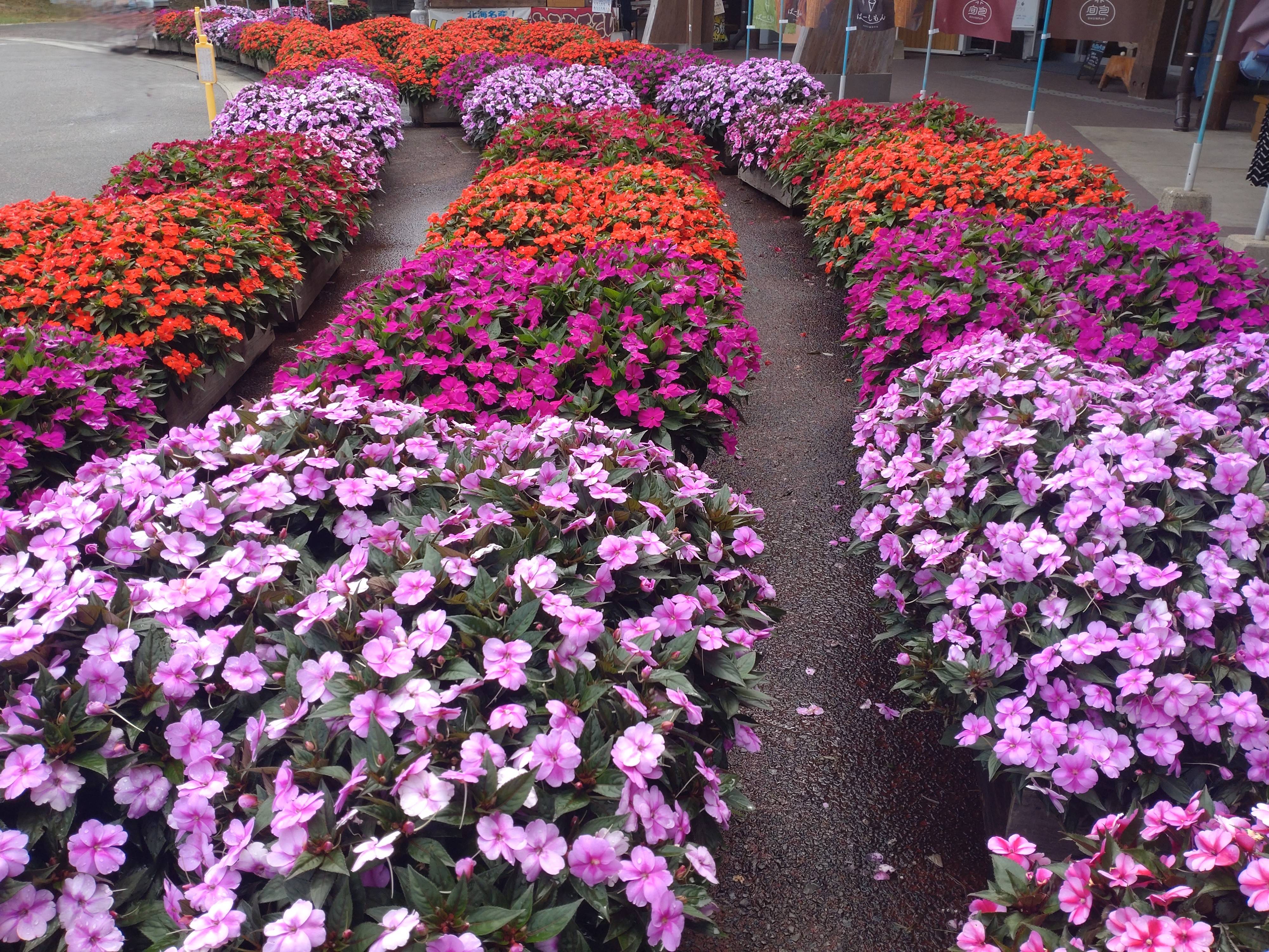 花の名前分かります？