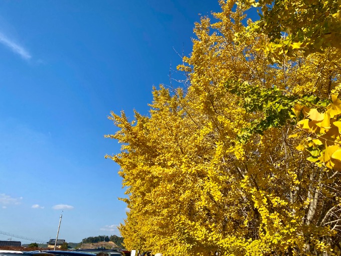 紅葉見てきました！