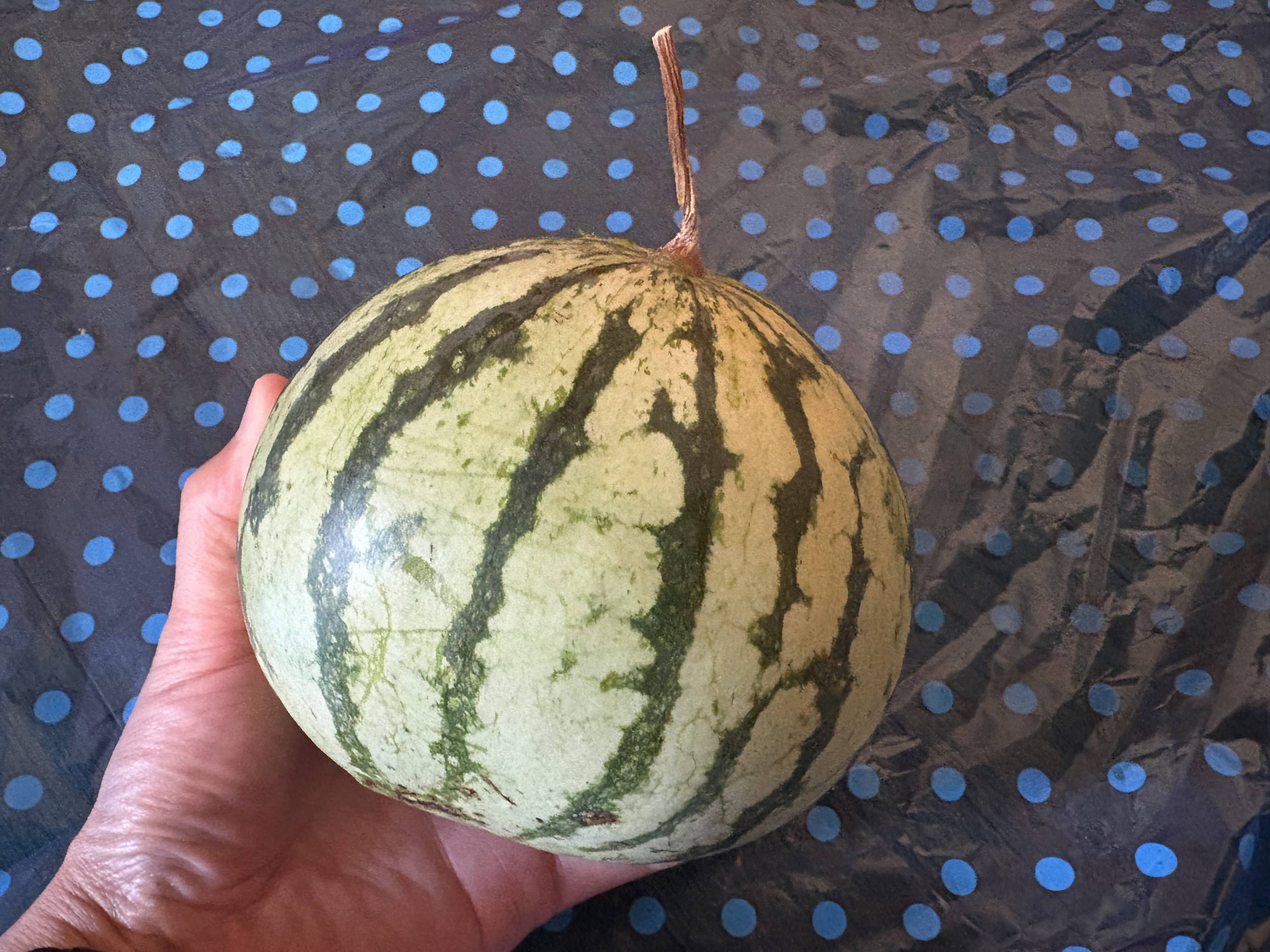 季節はすっかり夏ですね