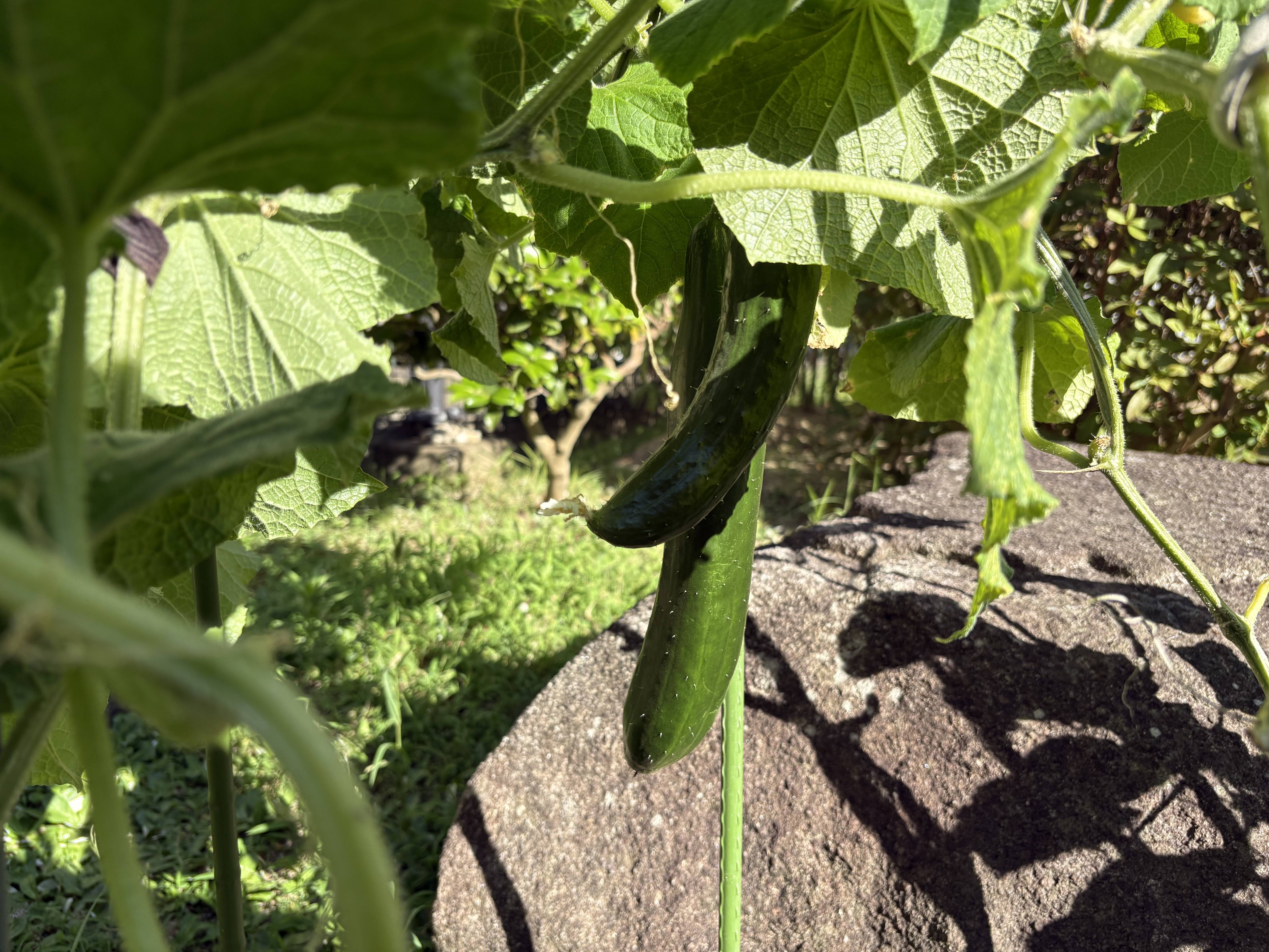 野菜シリーズ！