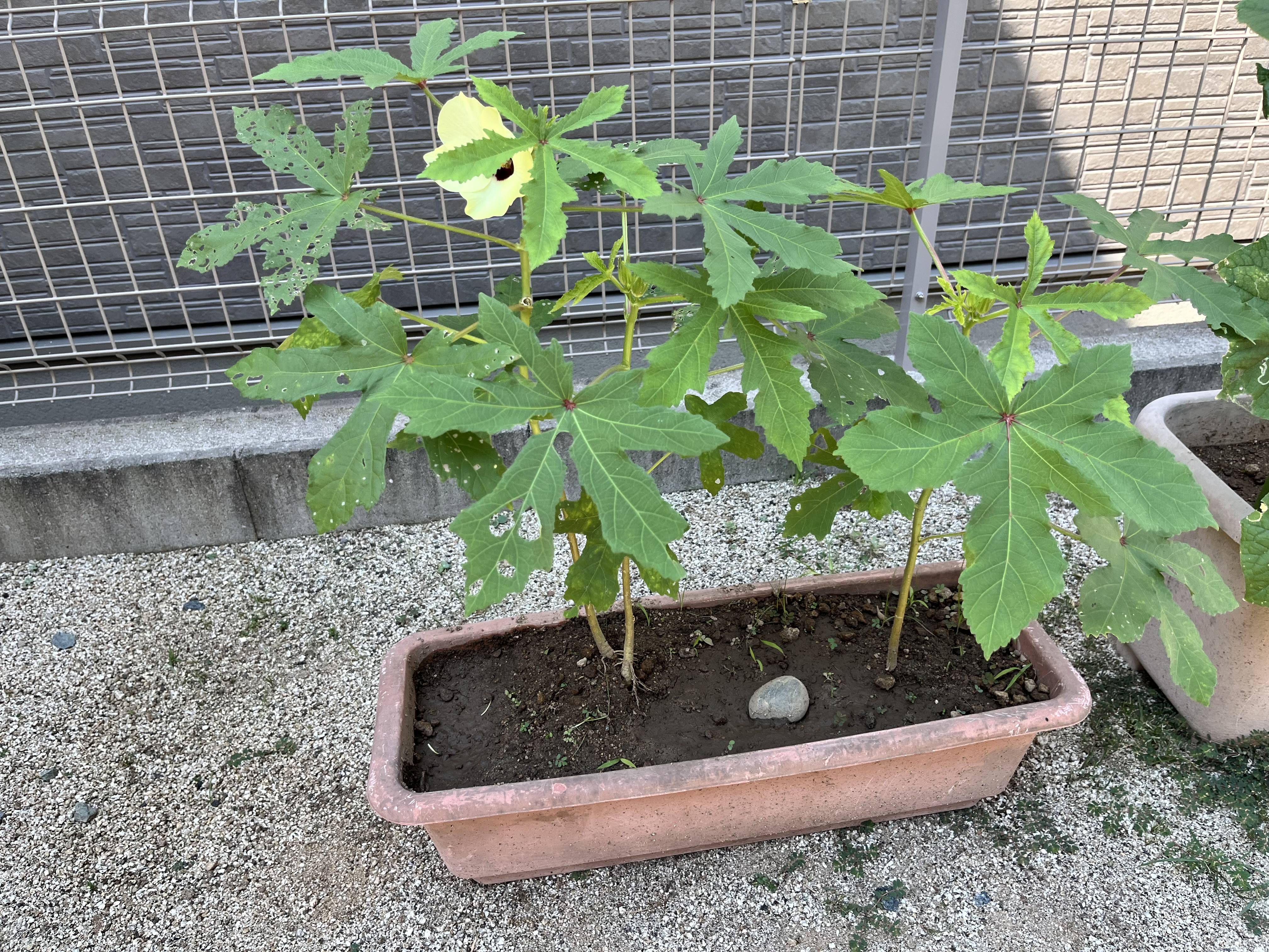 今年は断念！