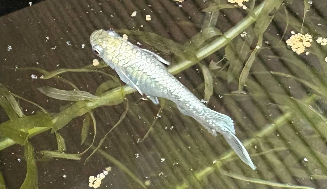 新しい仲間！01