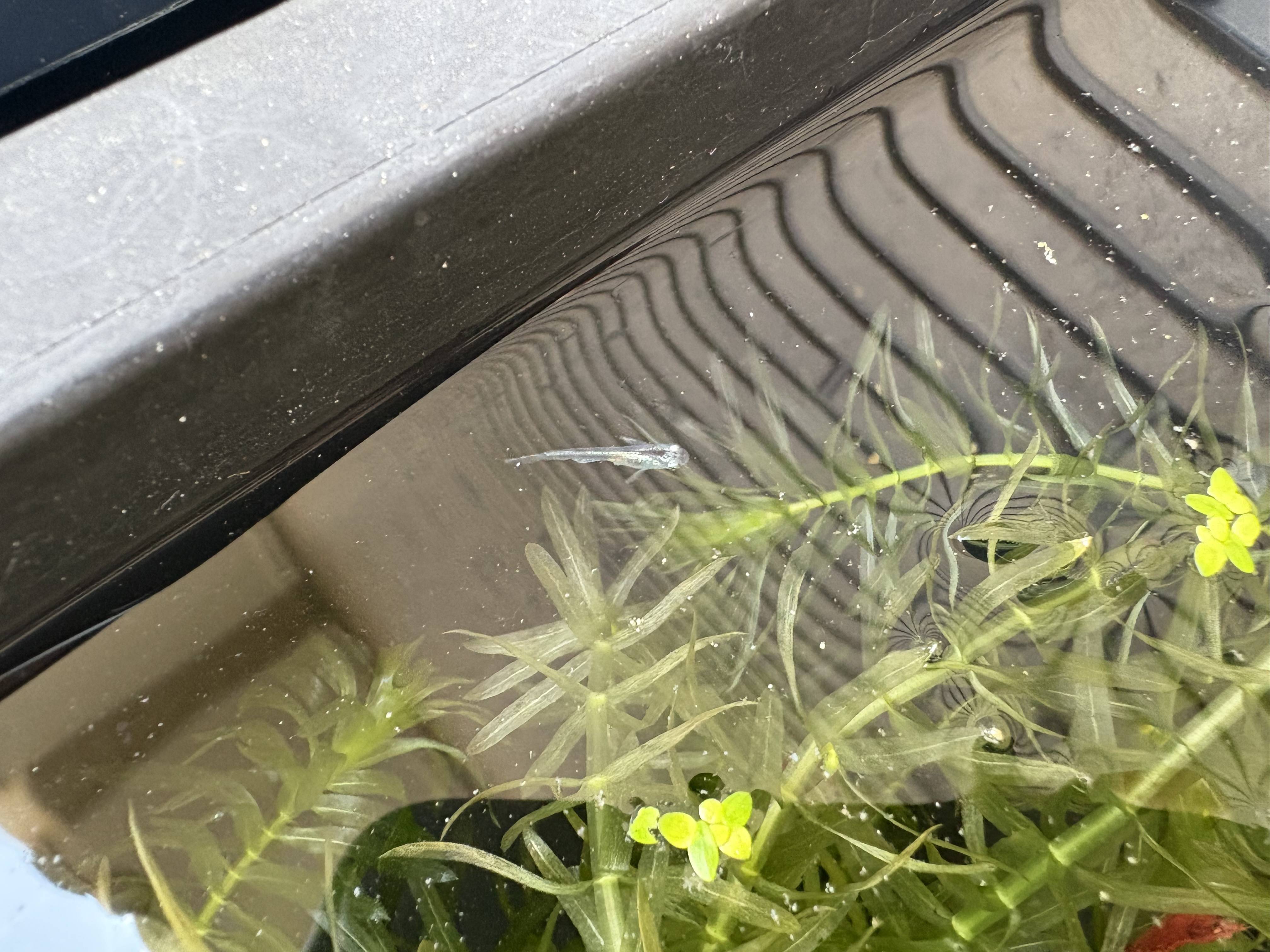 新しい仲間2！01