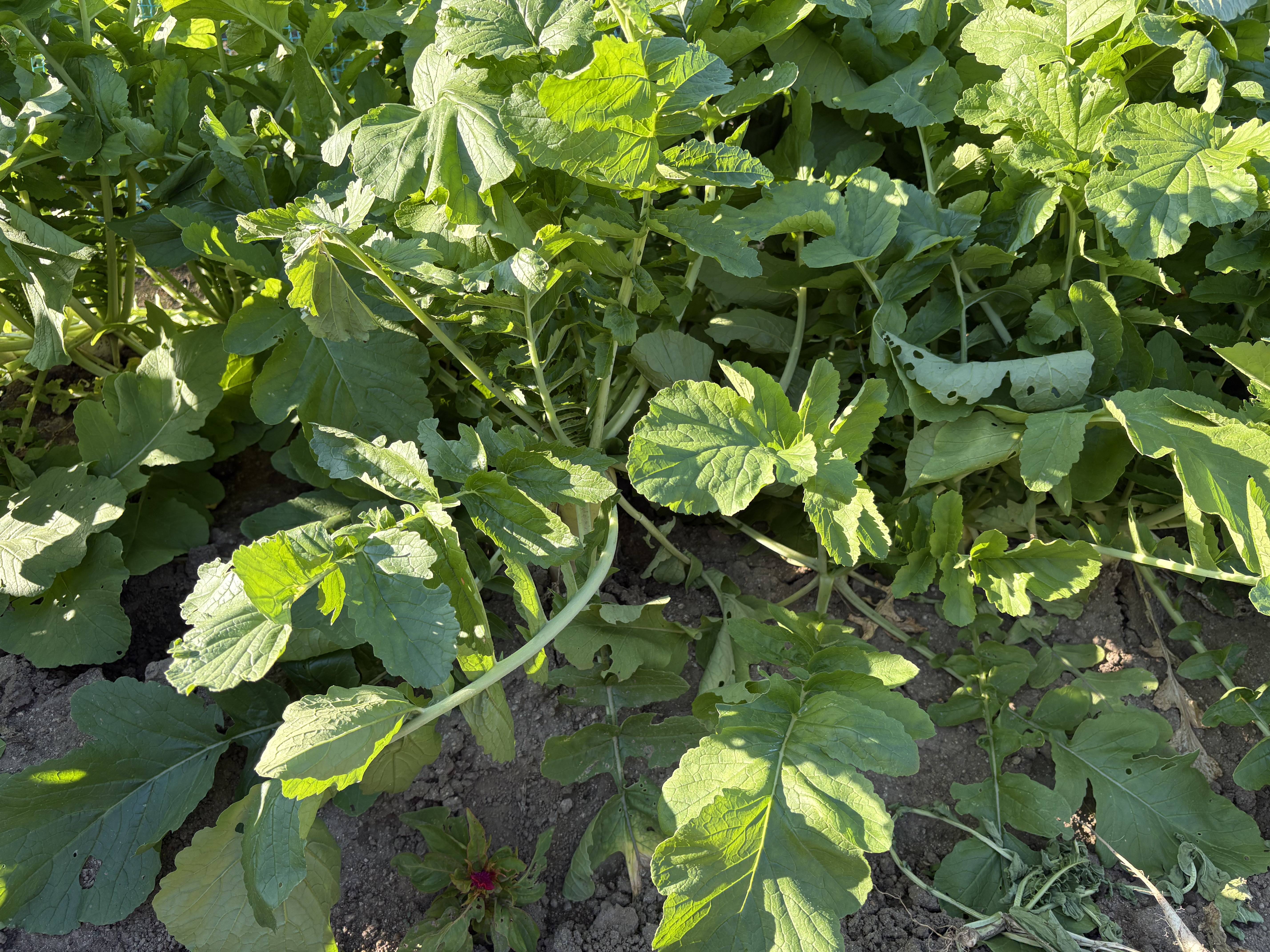 これは何でしょう?01