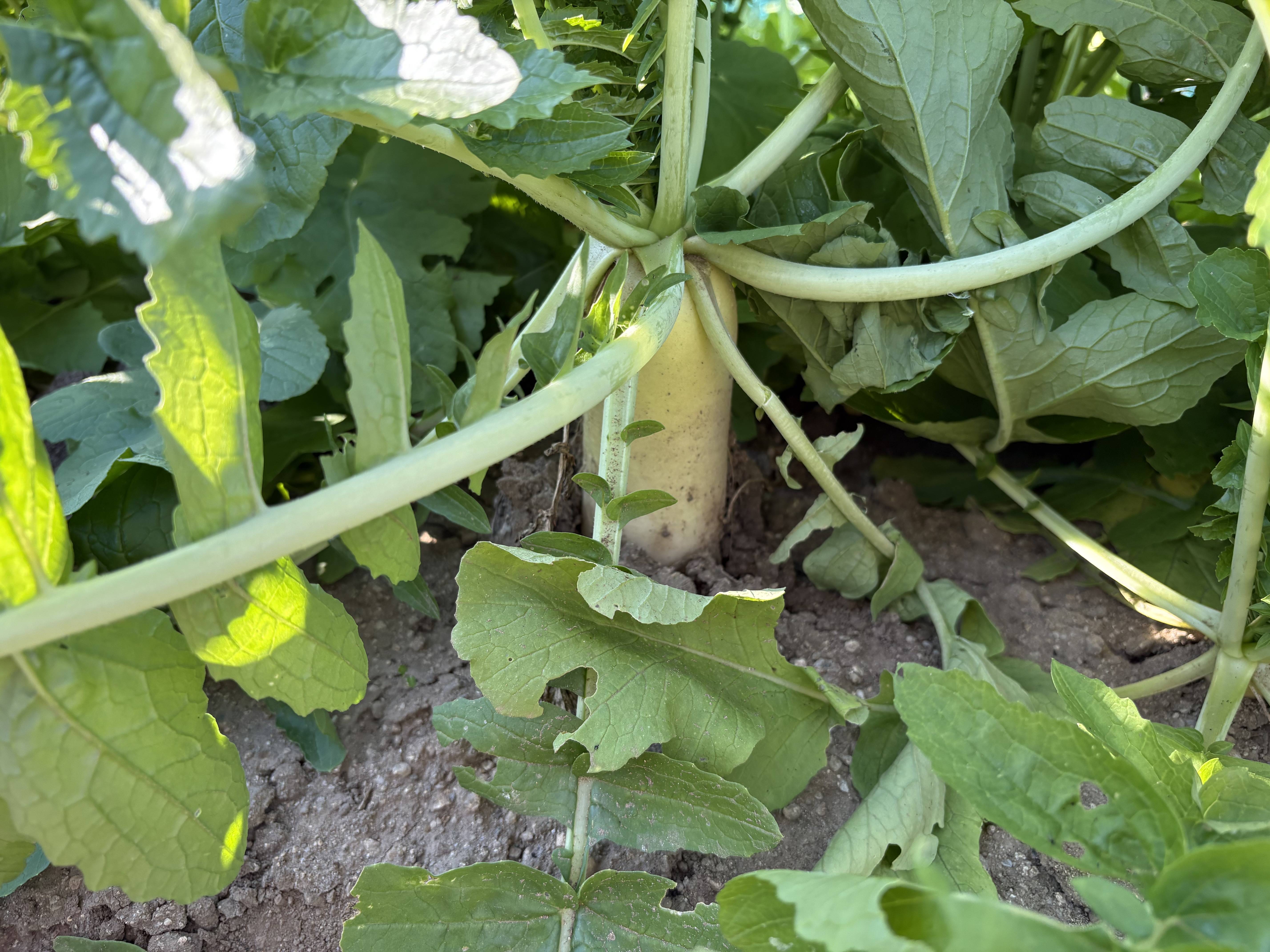 これは何でしょう?02