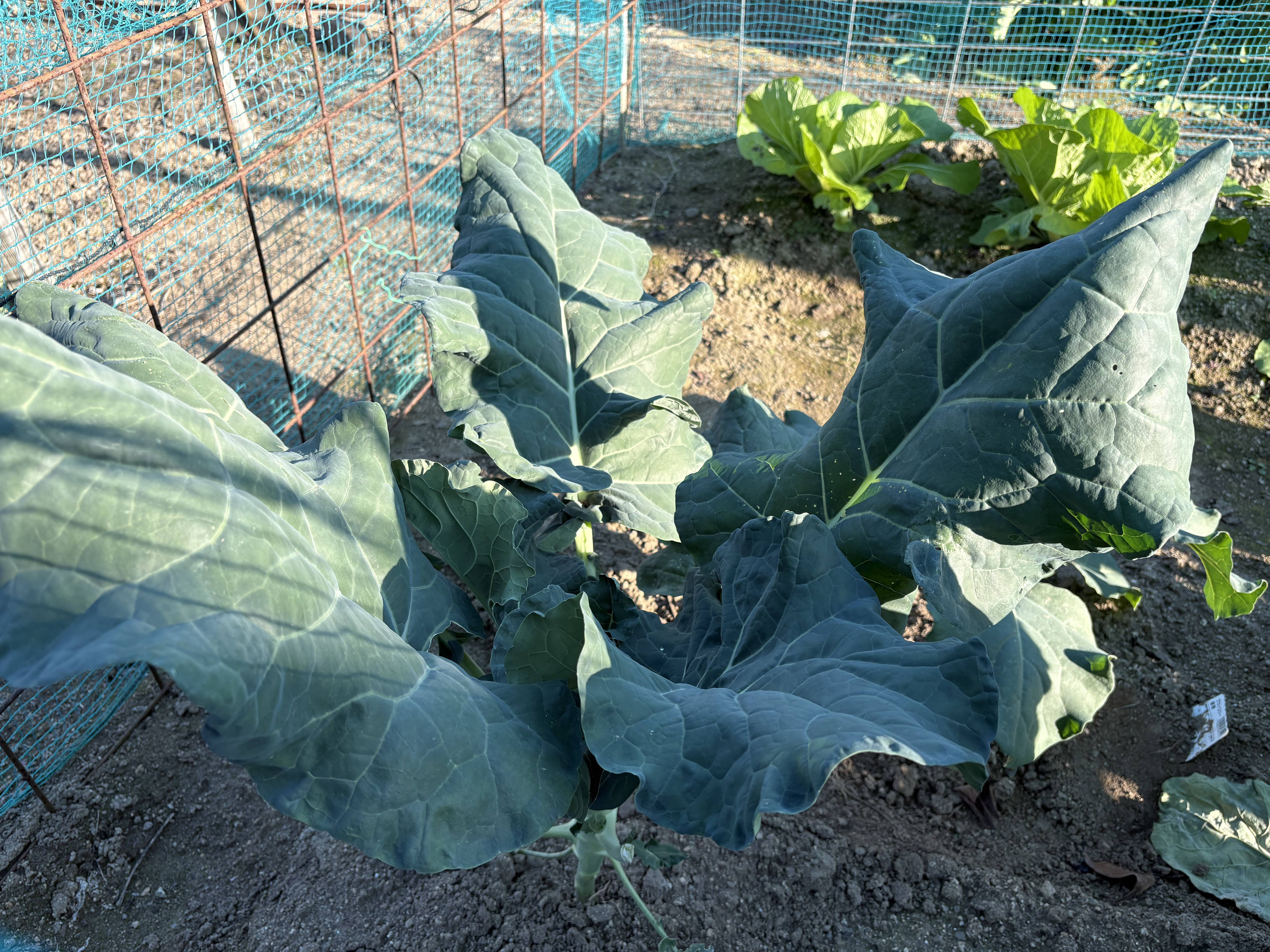 これは何でしょう?01