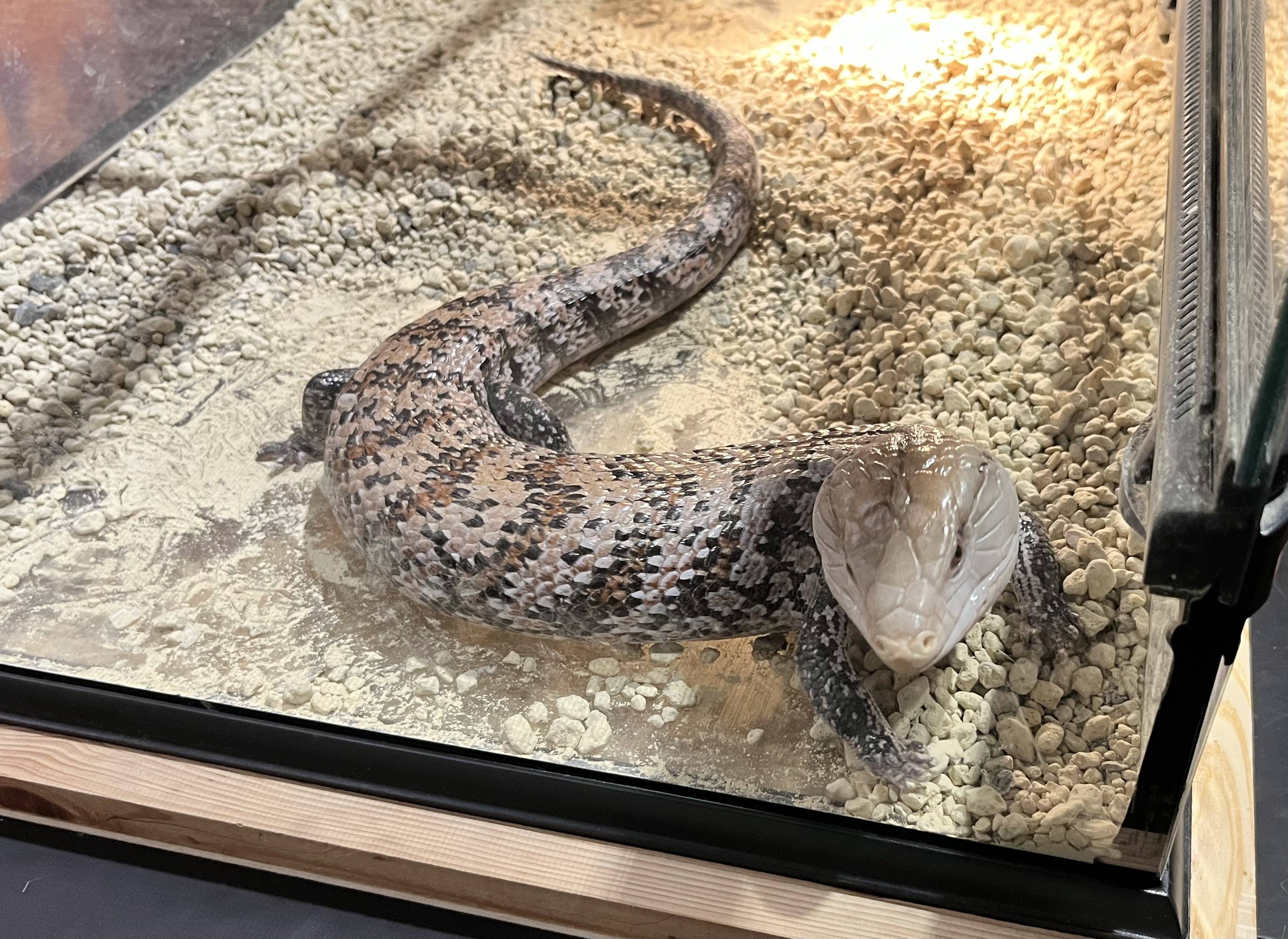 名前は忘れました！