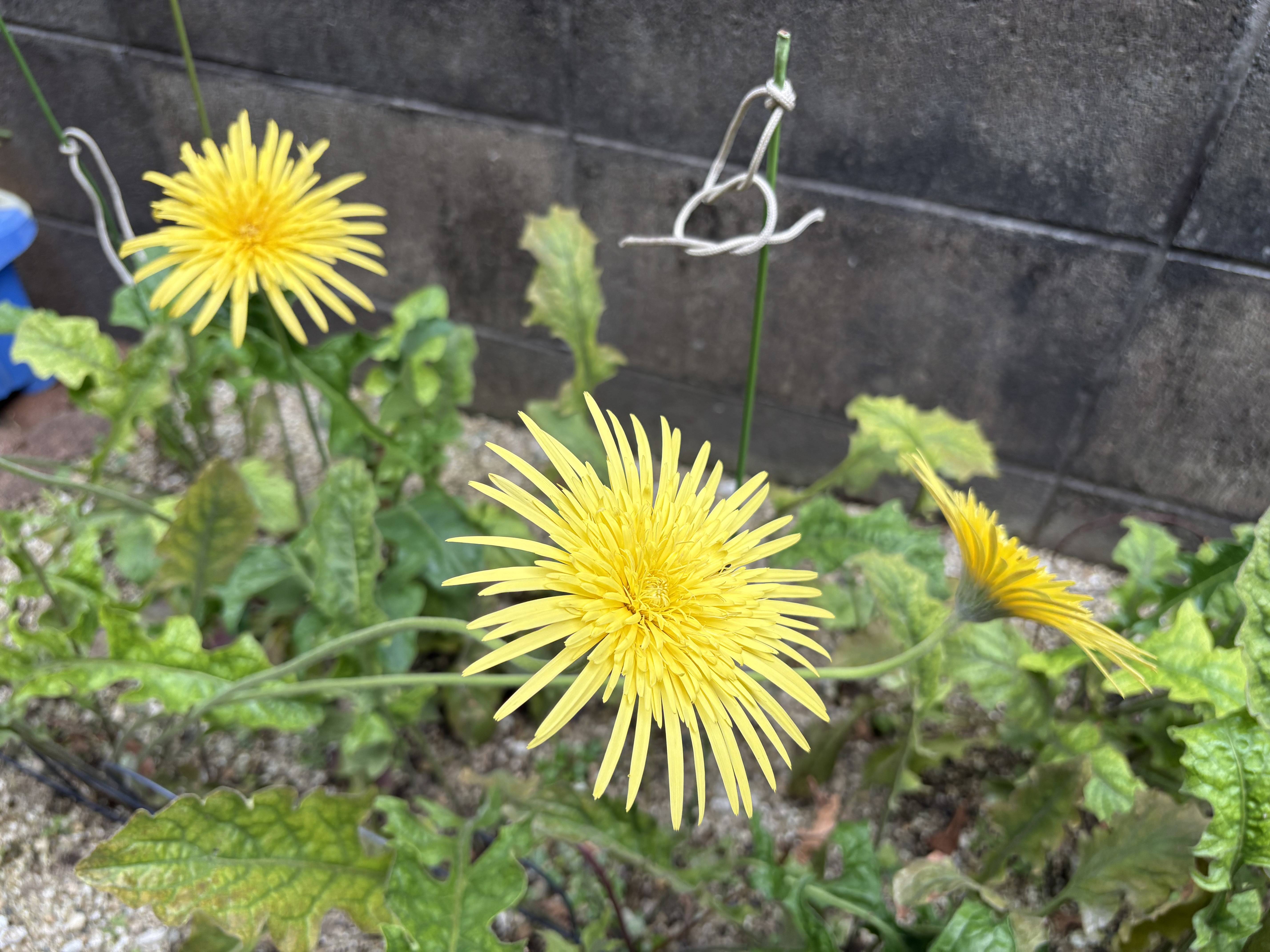 菊ですか？