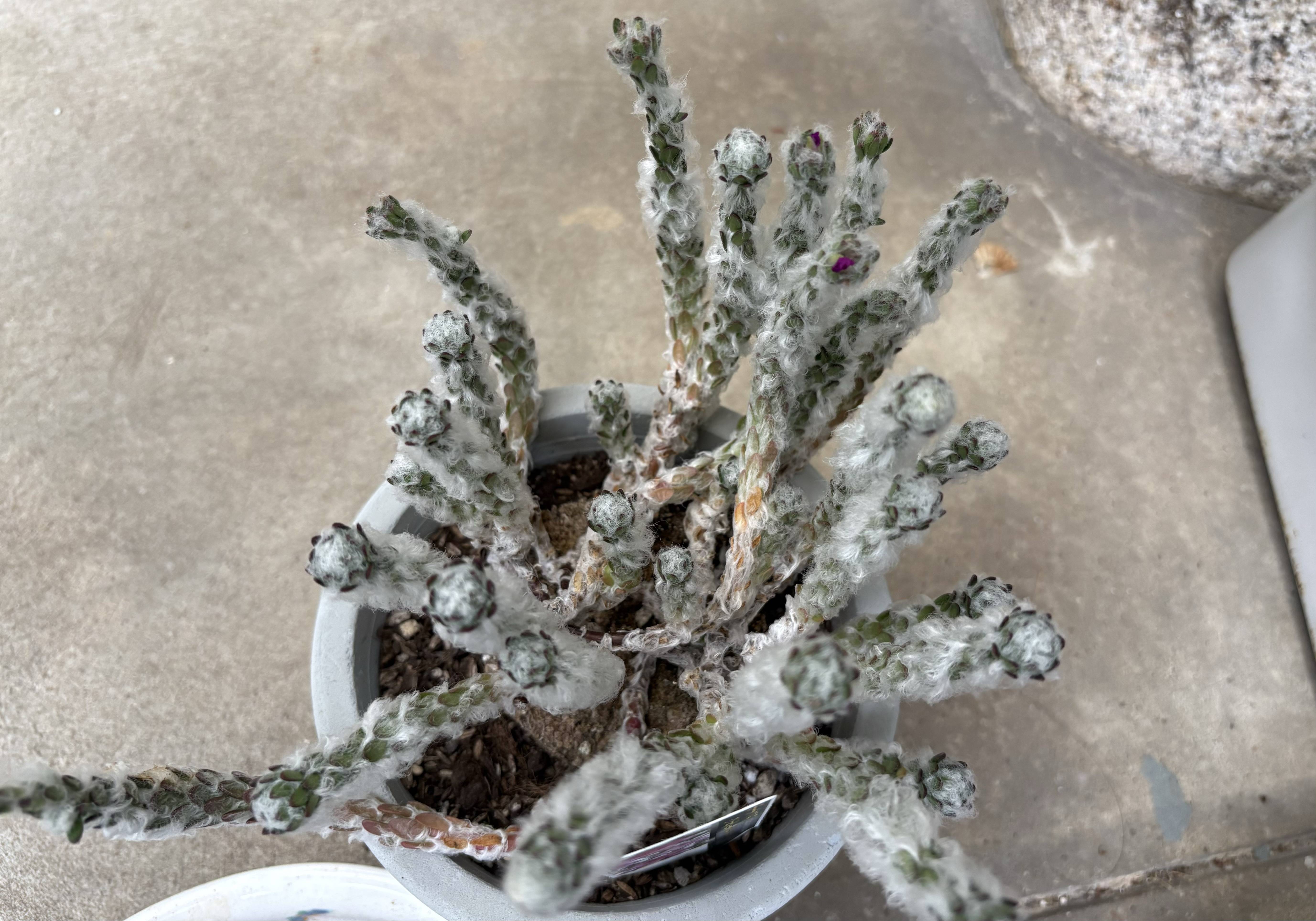 花どこ？