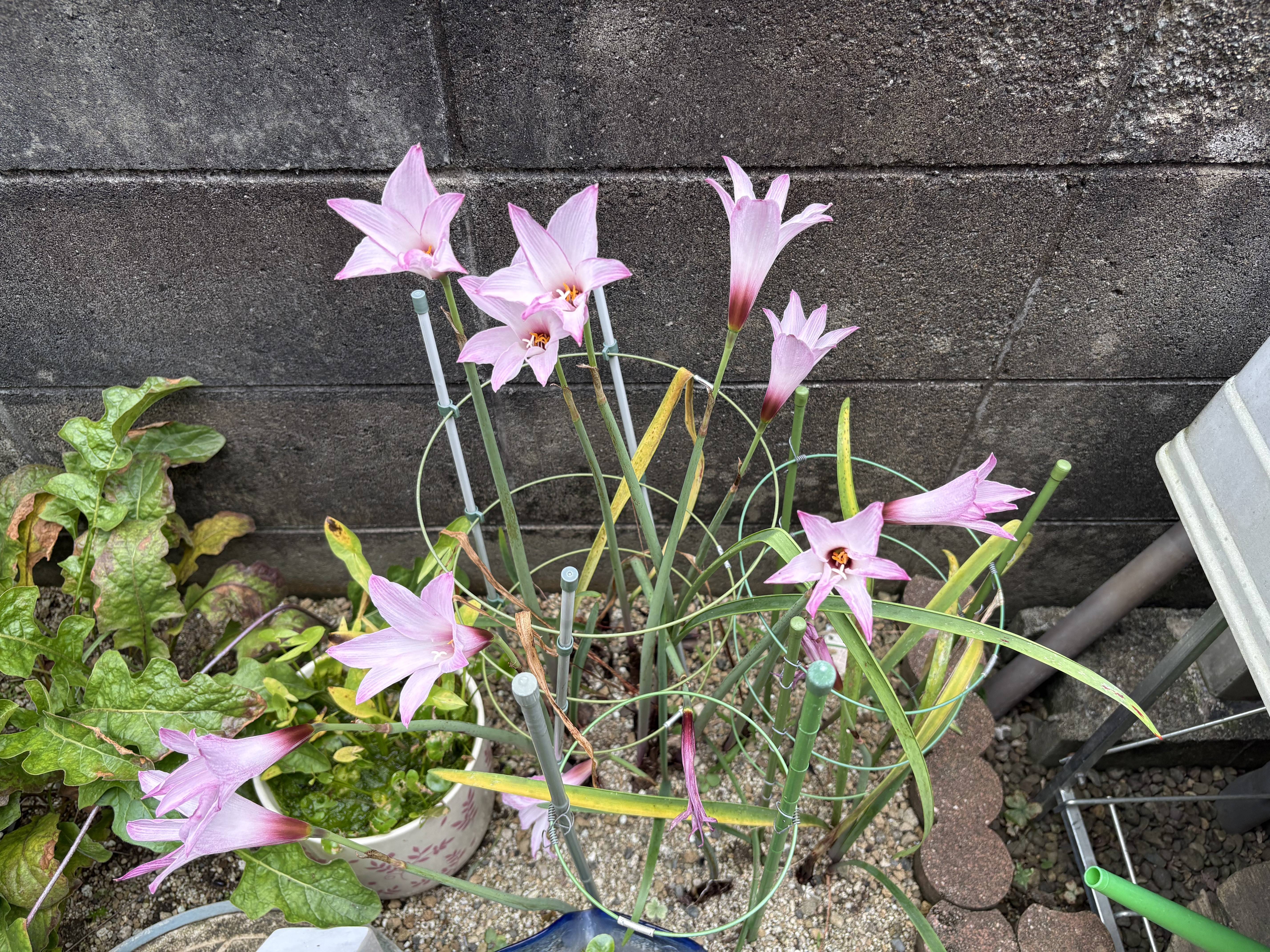 何でしょう？