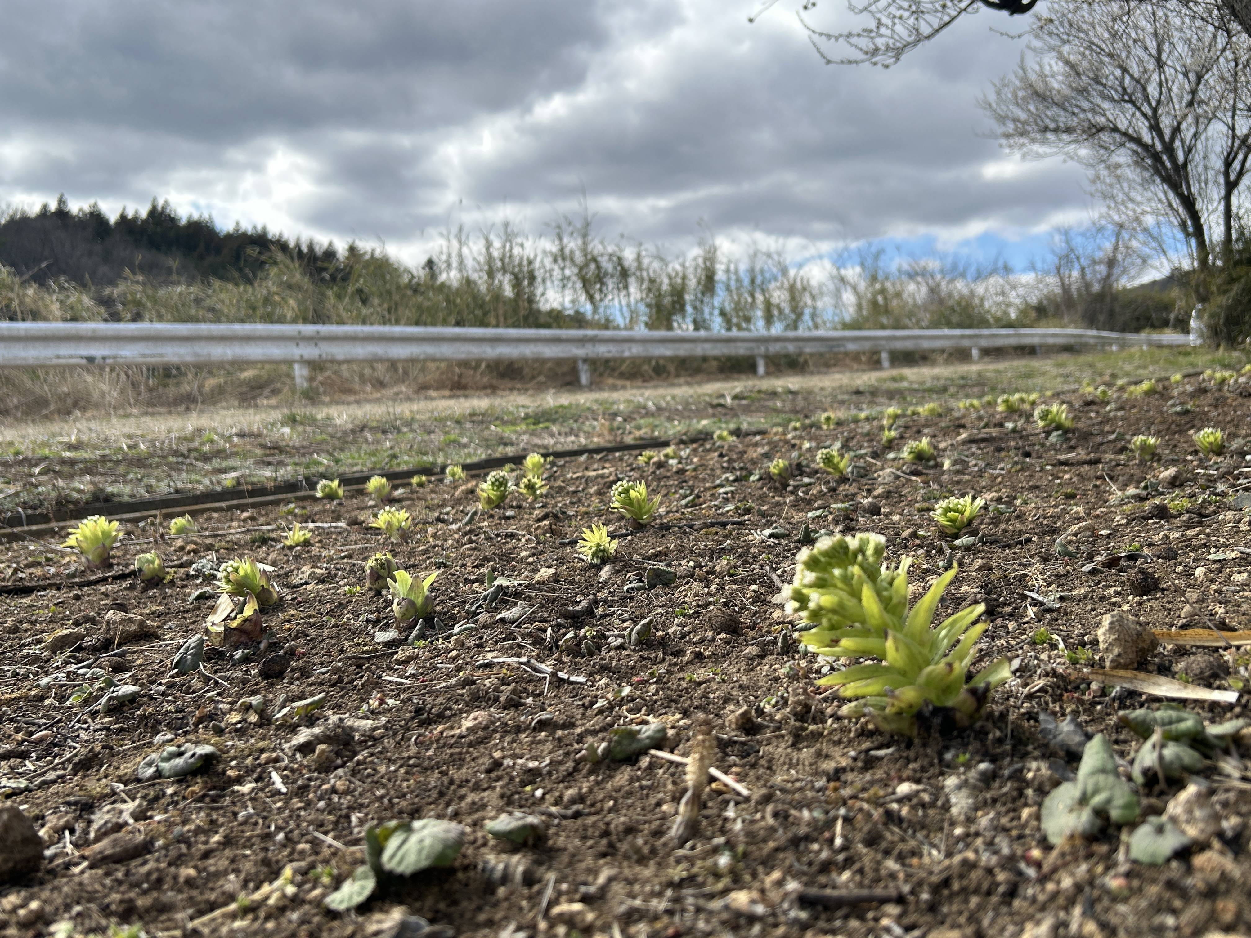 ♬フキノトウ、、、採ったどー！！♬