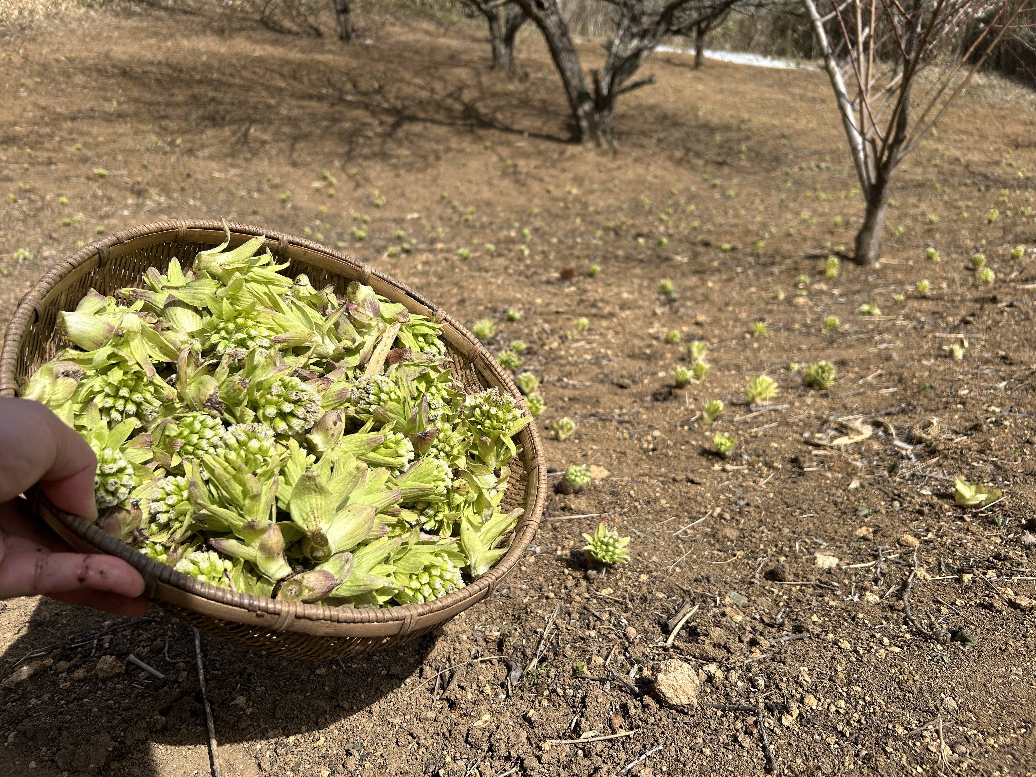 ♬フキノトウ、、、採ったどー！！♬01