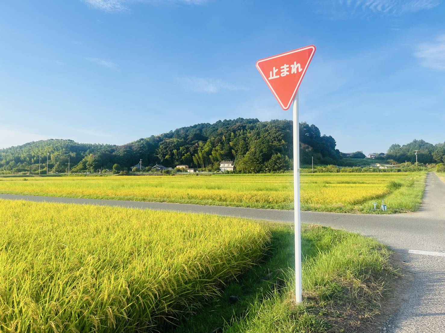 【散歩道】