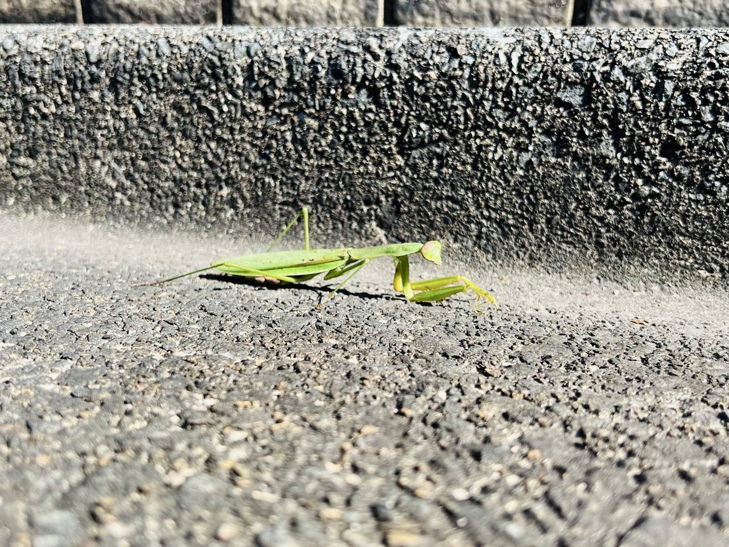 【カマキリ】01