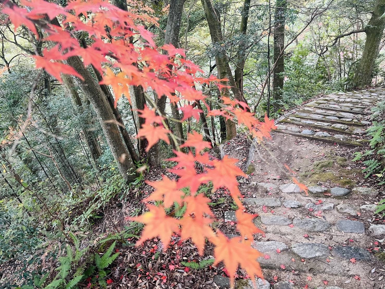 【紅葉を探して】04