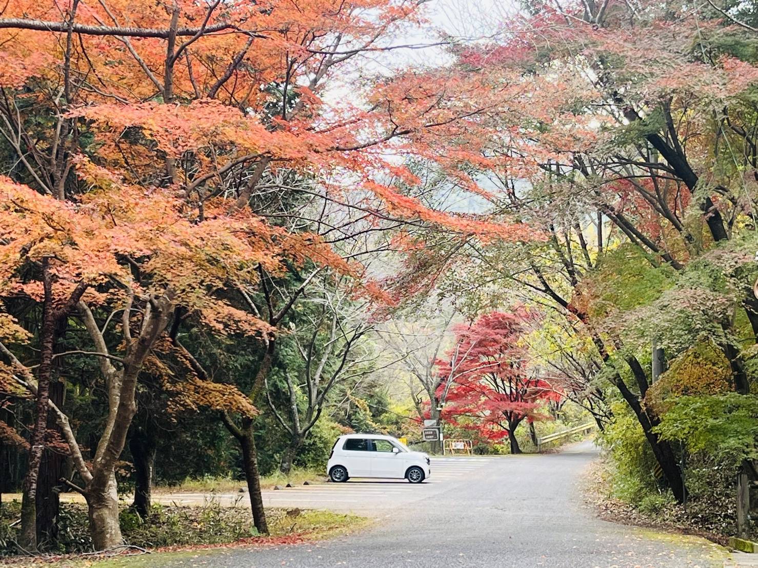 【紅葉を探して】05