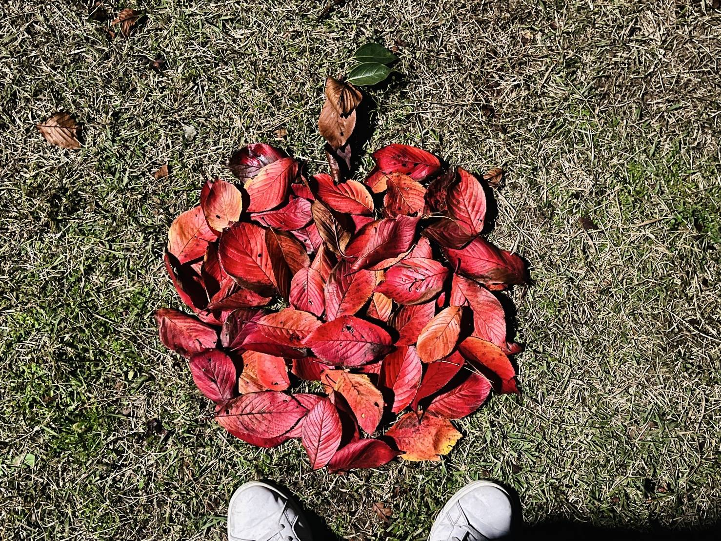 【落ち葉アート②】