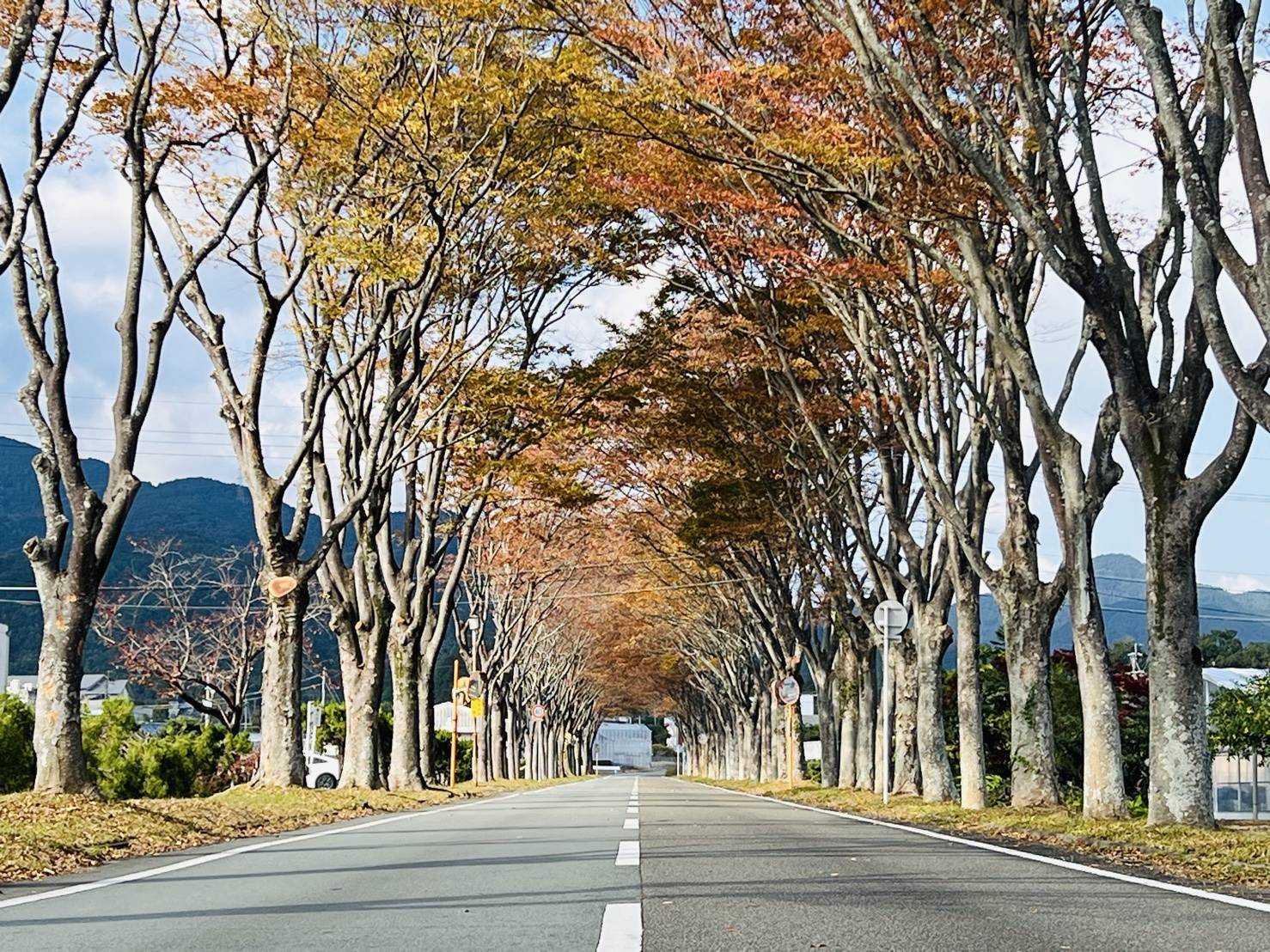 【草生欅並木】