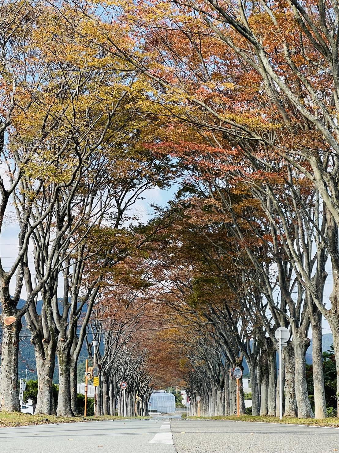 【草生欅並木】01