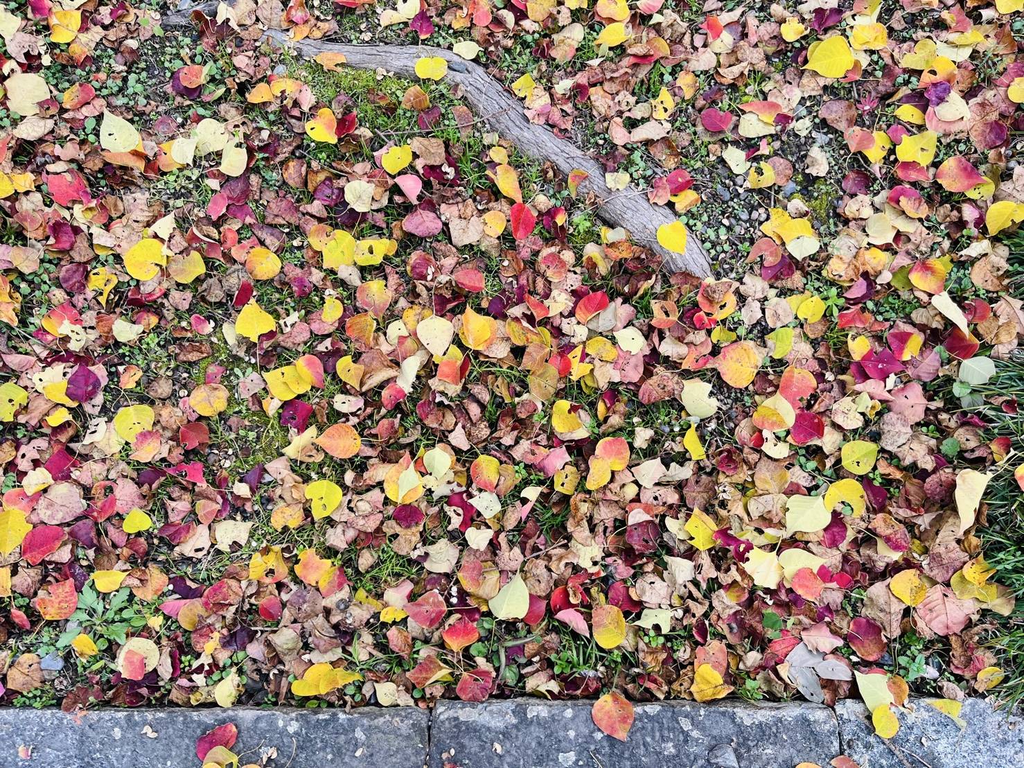 【紅葉を探して②】