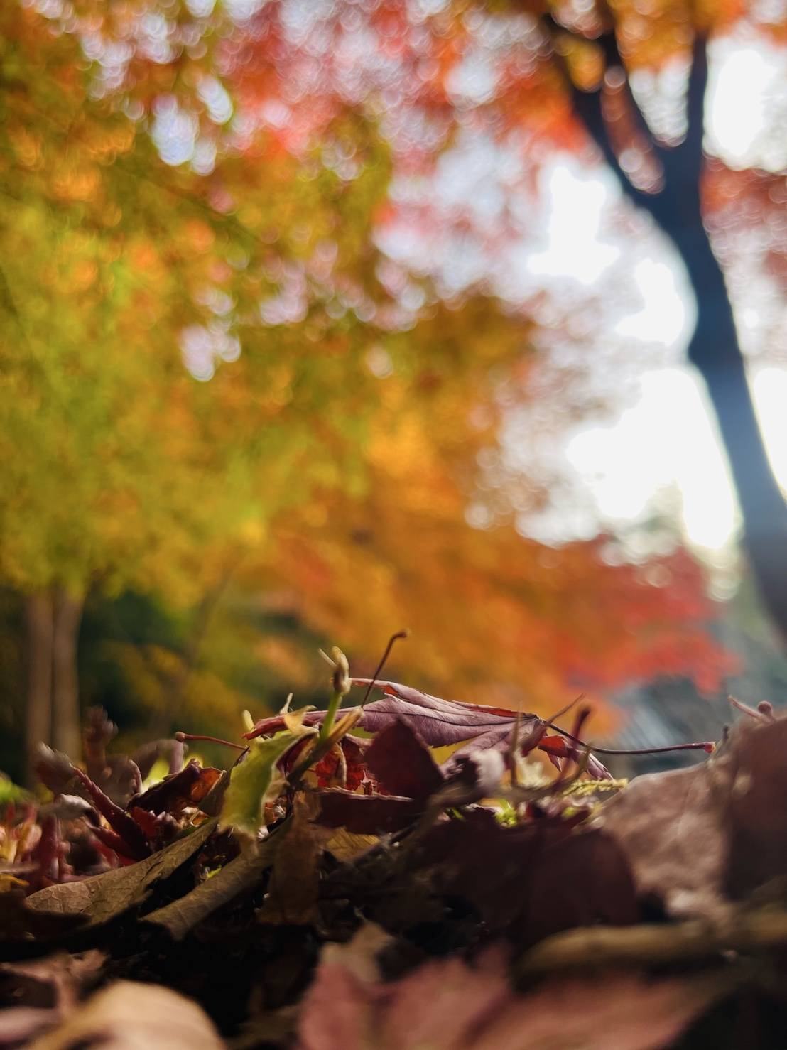 【紅葉を探して②】02