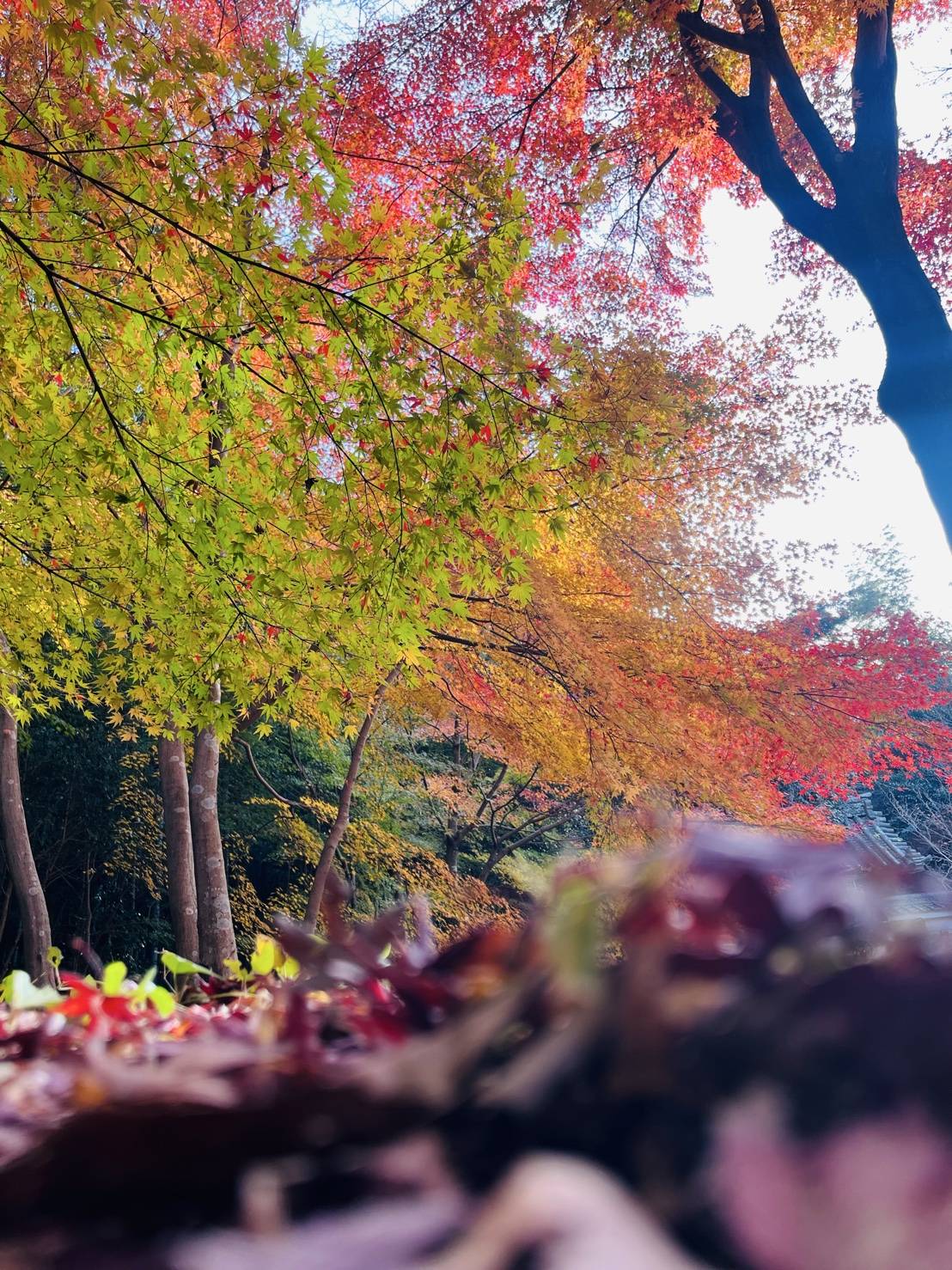 【紅葉を探して②】03