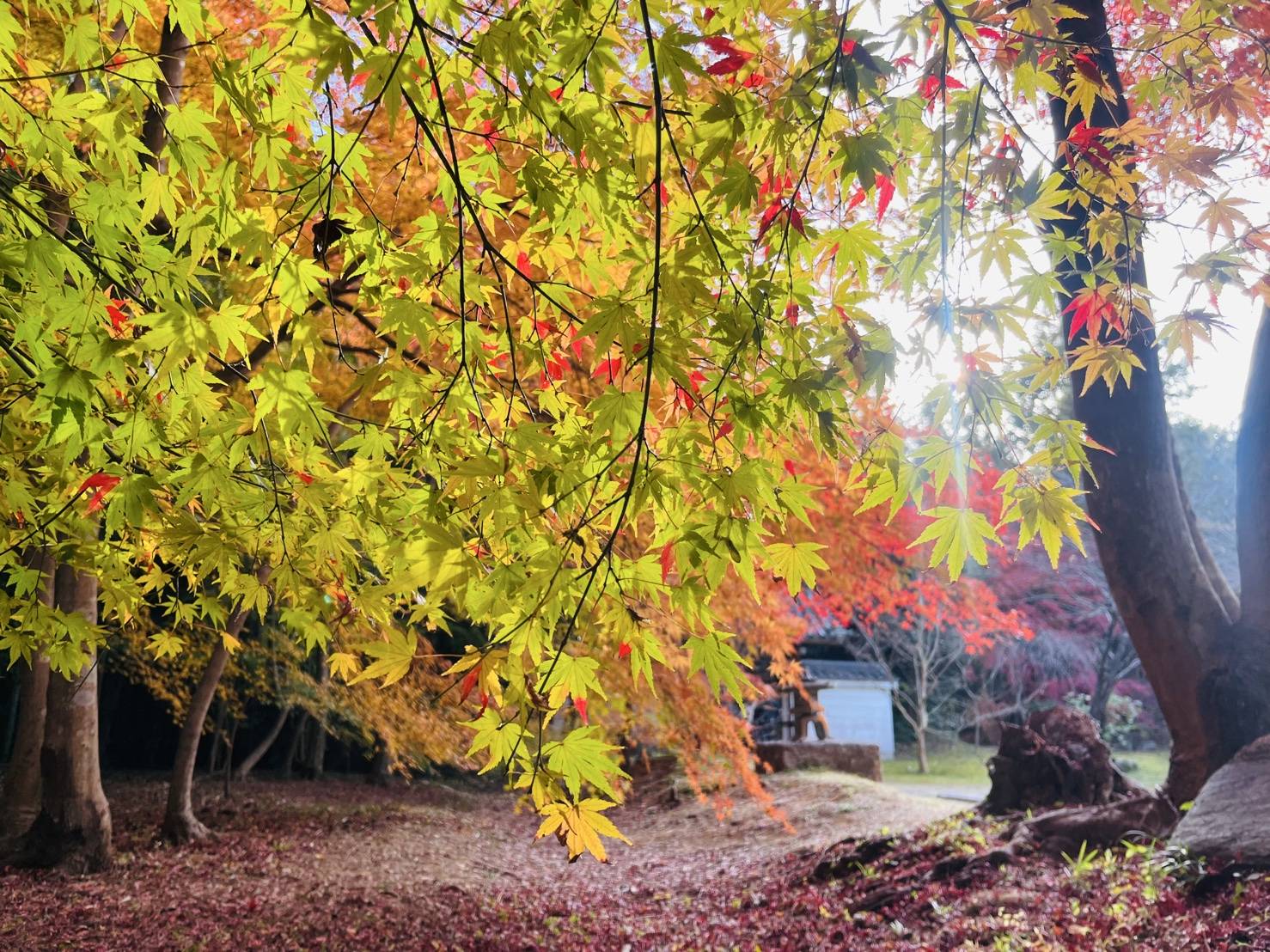 【紅葉を探して②】04