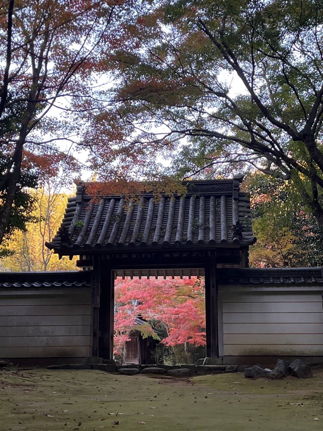 【紅葉を探して②】05