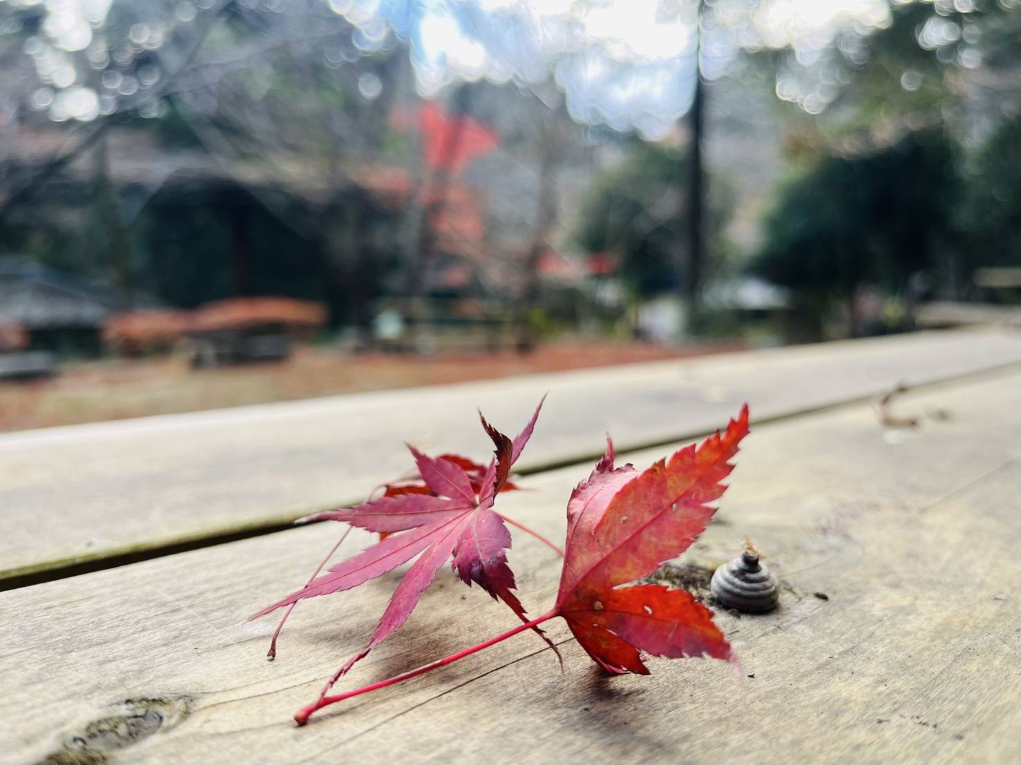 【落ち葉遊び】