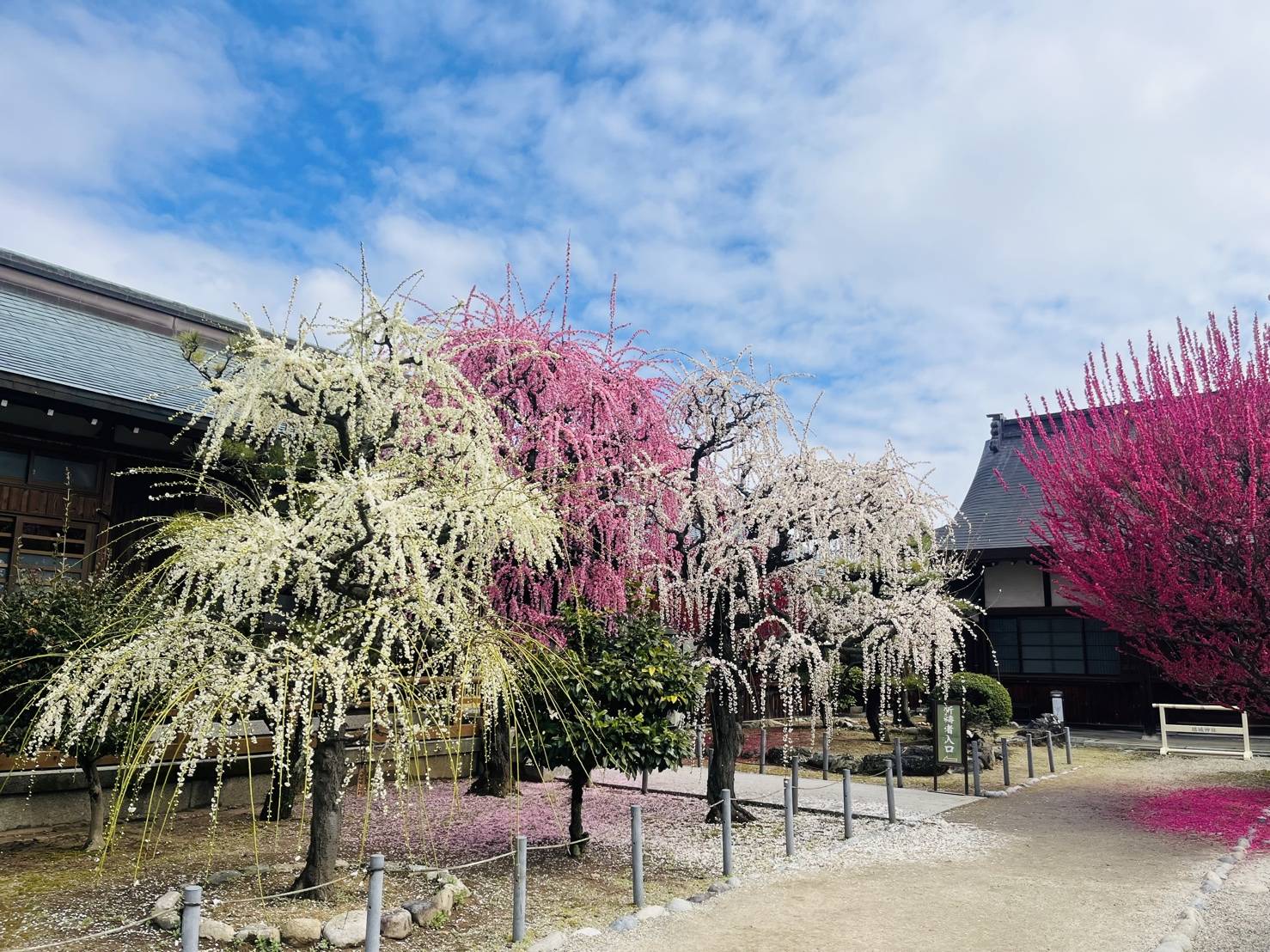 【ガリバー伊賀上野店//結城神社（梅）】