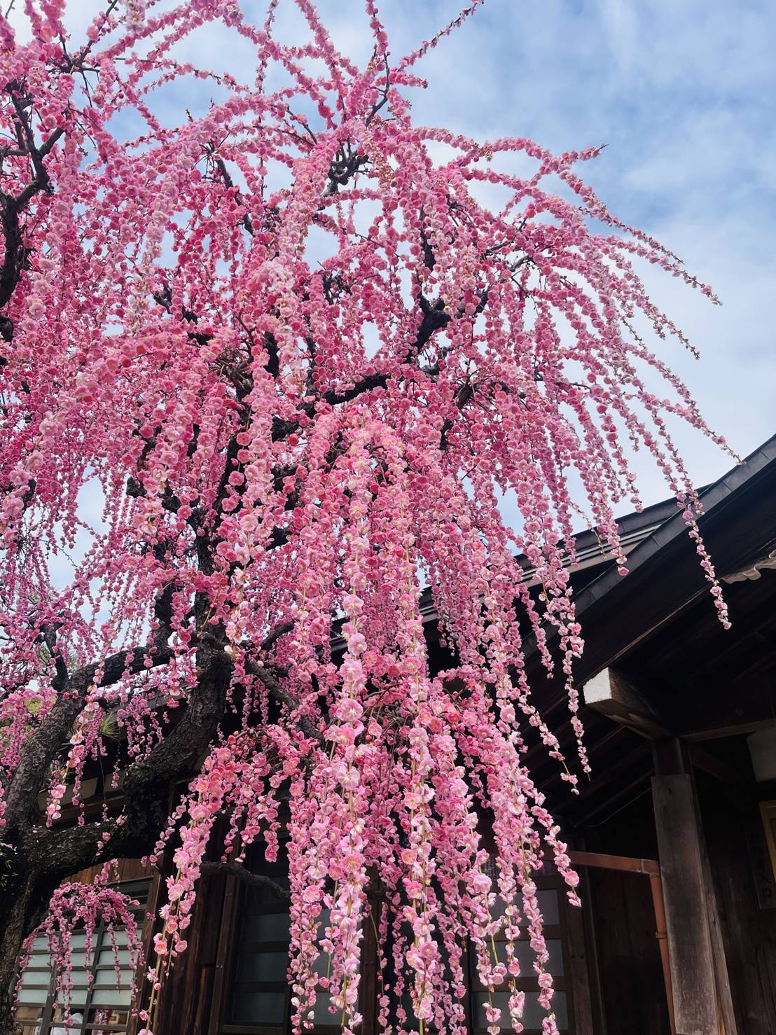 【ガリバー伊賀上野店//結城神社(梅)】02