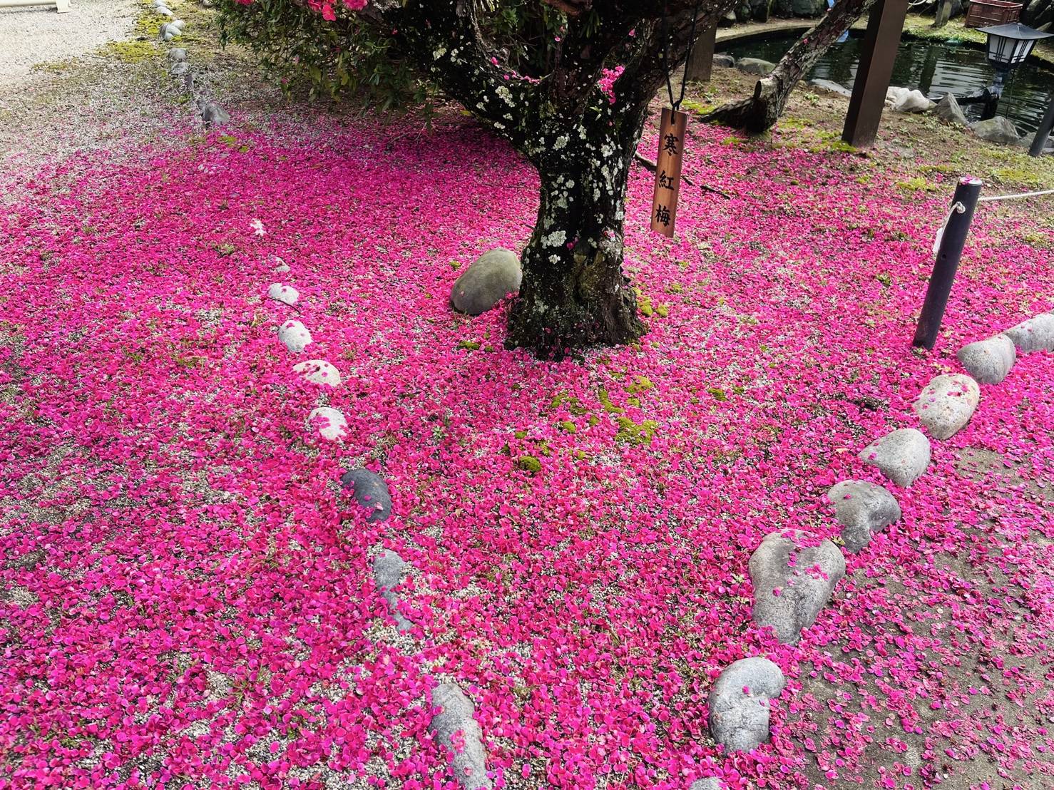 【ガリバー伊賀上野店//結城神社(梅)】04