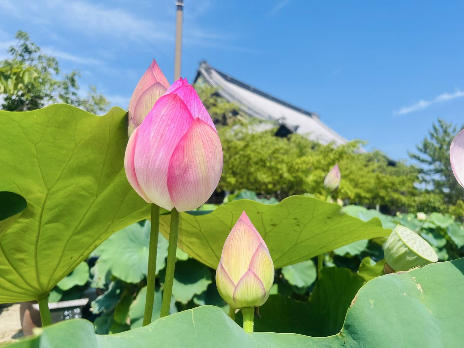 【ガリバー伊賀上野店//蓮の花】