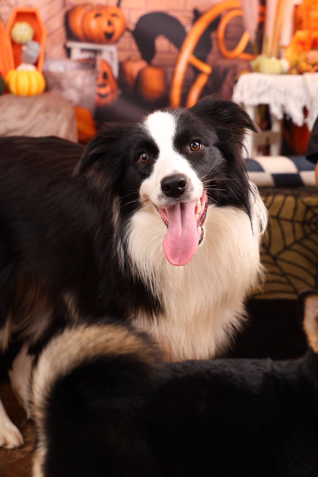 クリスマスなのにハロウィン