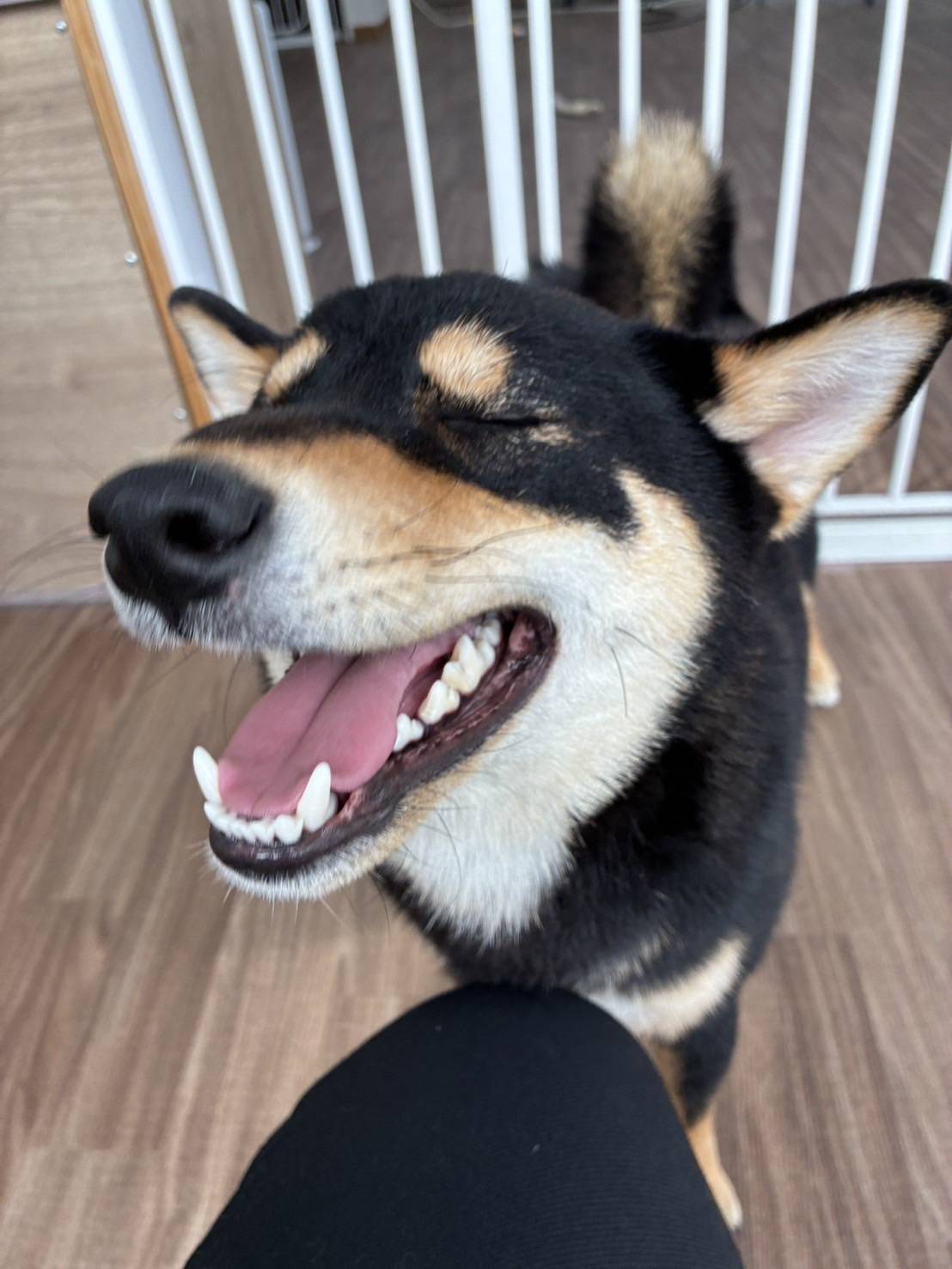 愛犬のはなしww