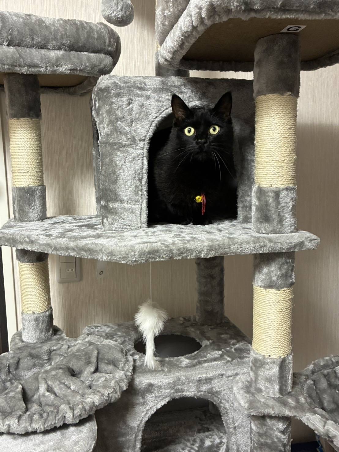 キャットタワー