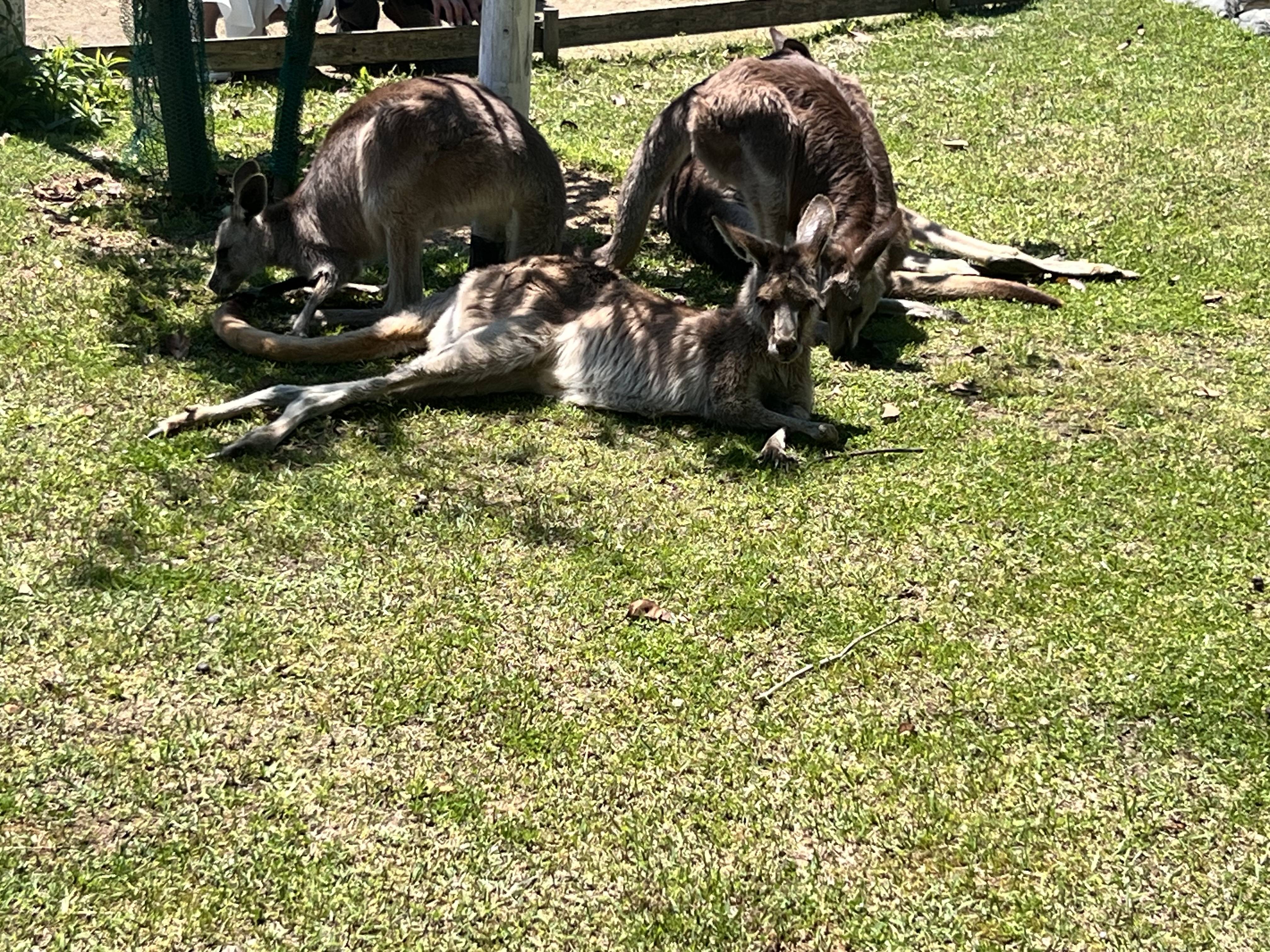 カンガルー！！