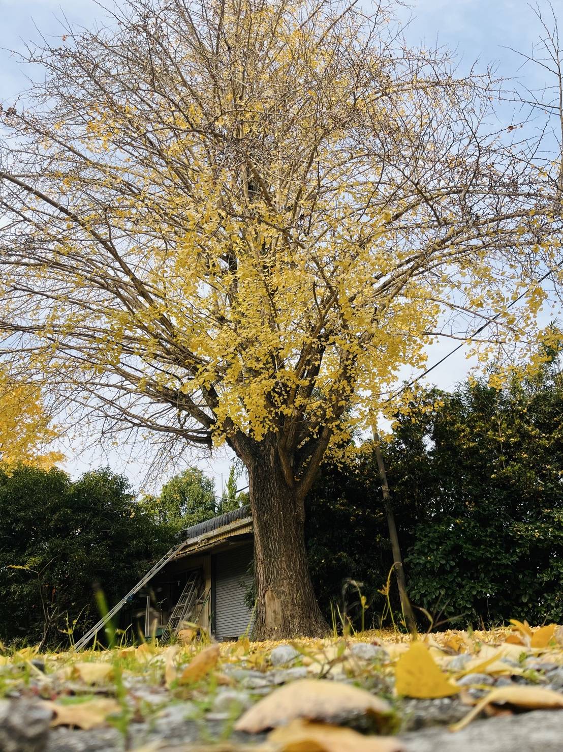 【お寺・神社シリーズ/浄光寺】01