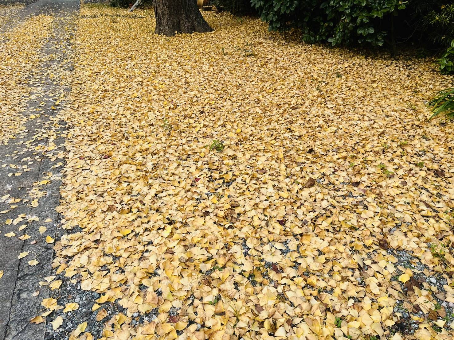 【お寺・神社シリーズ/浄光寺】02