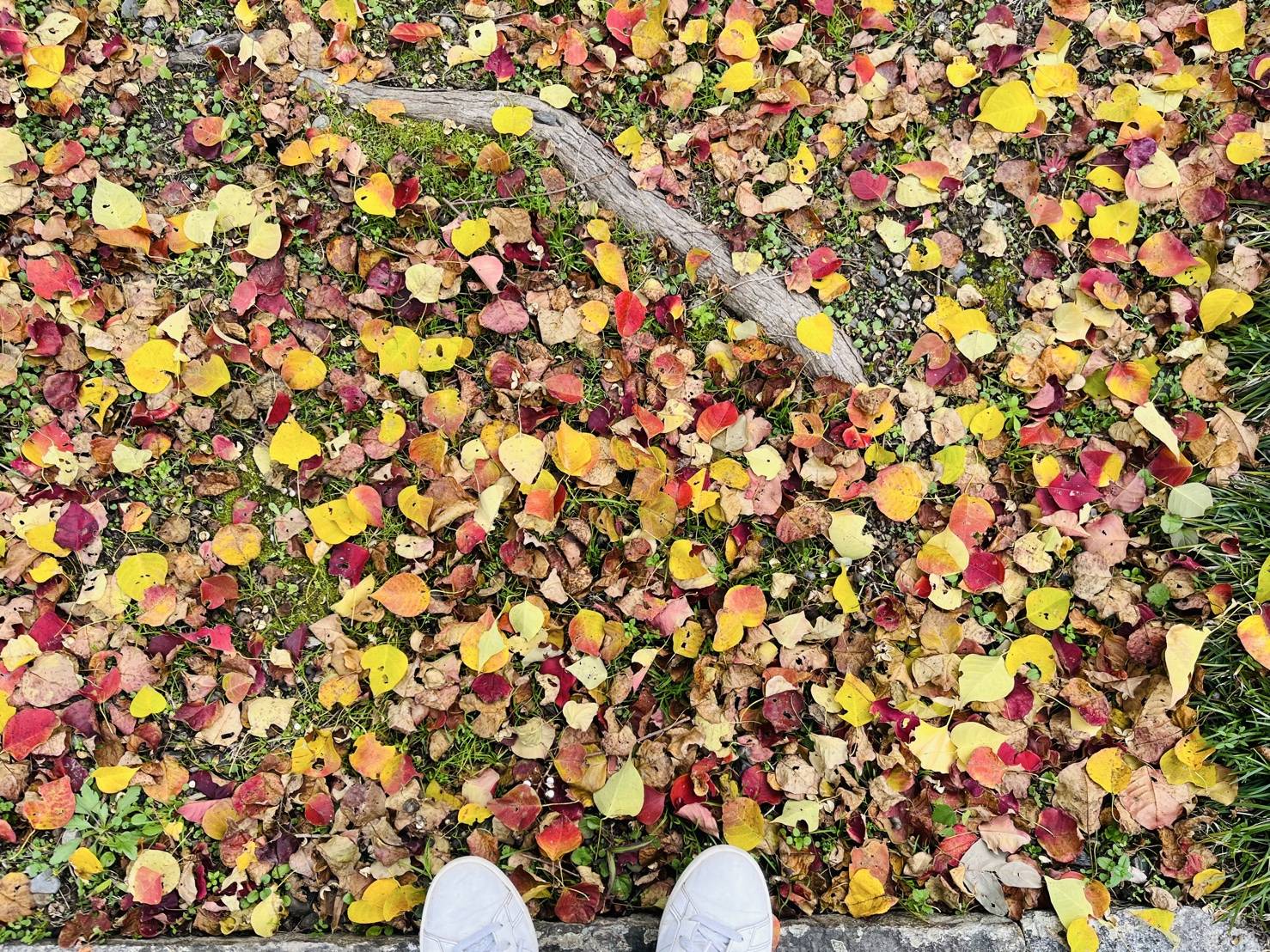 【お寺・神社シリーズ/浄光寺】05