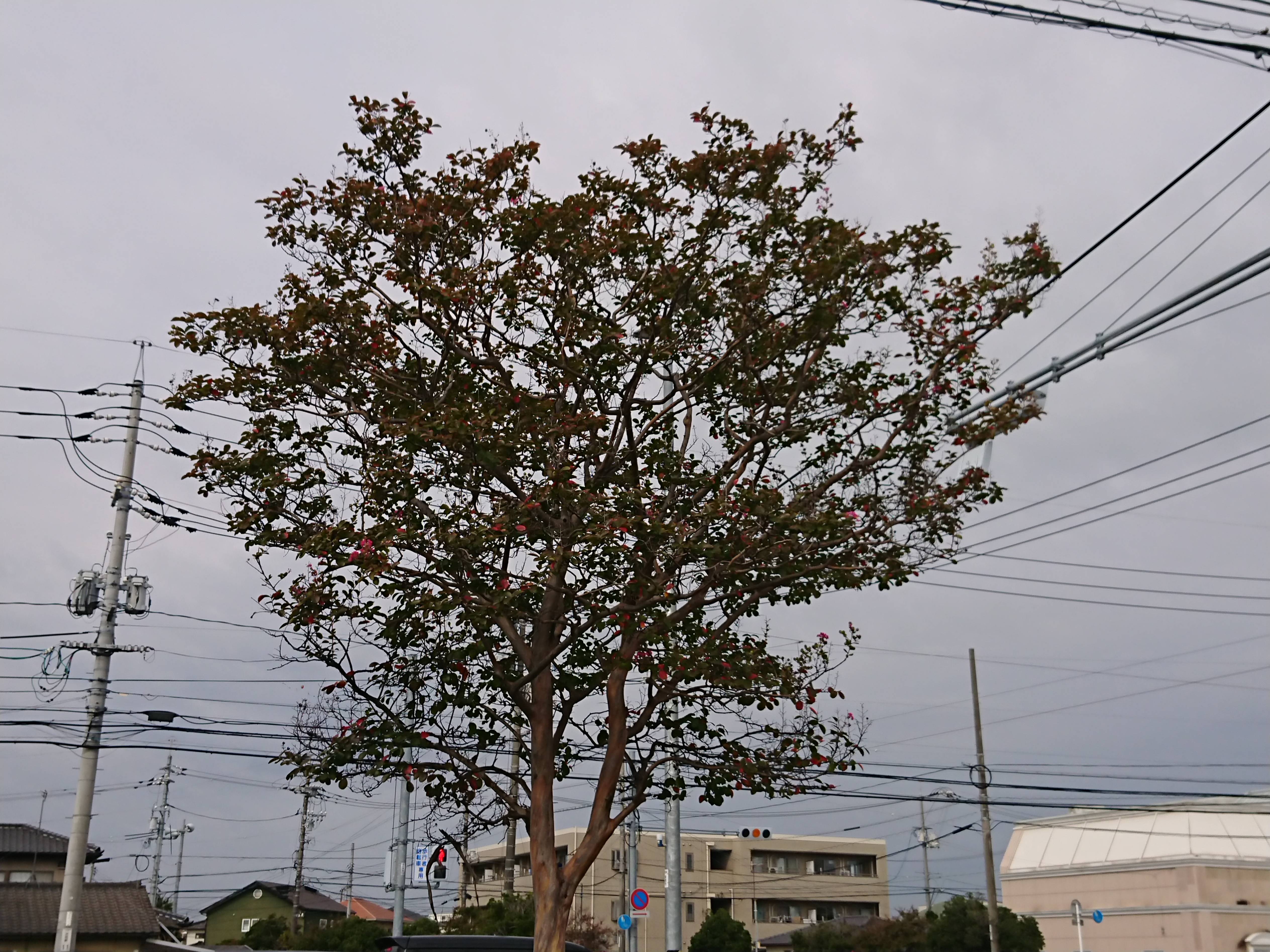 そろそろ紅葉