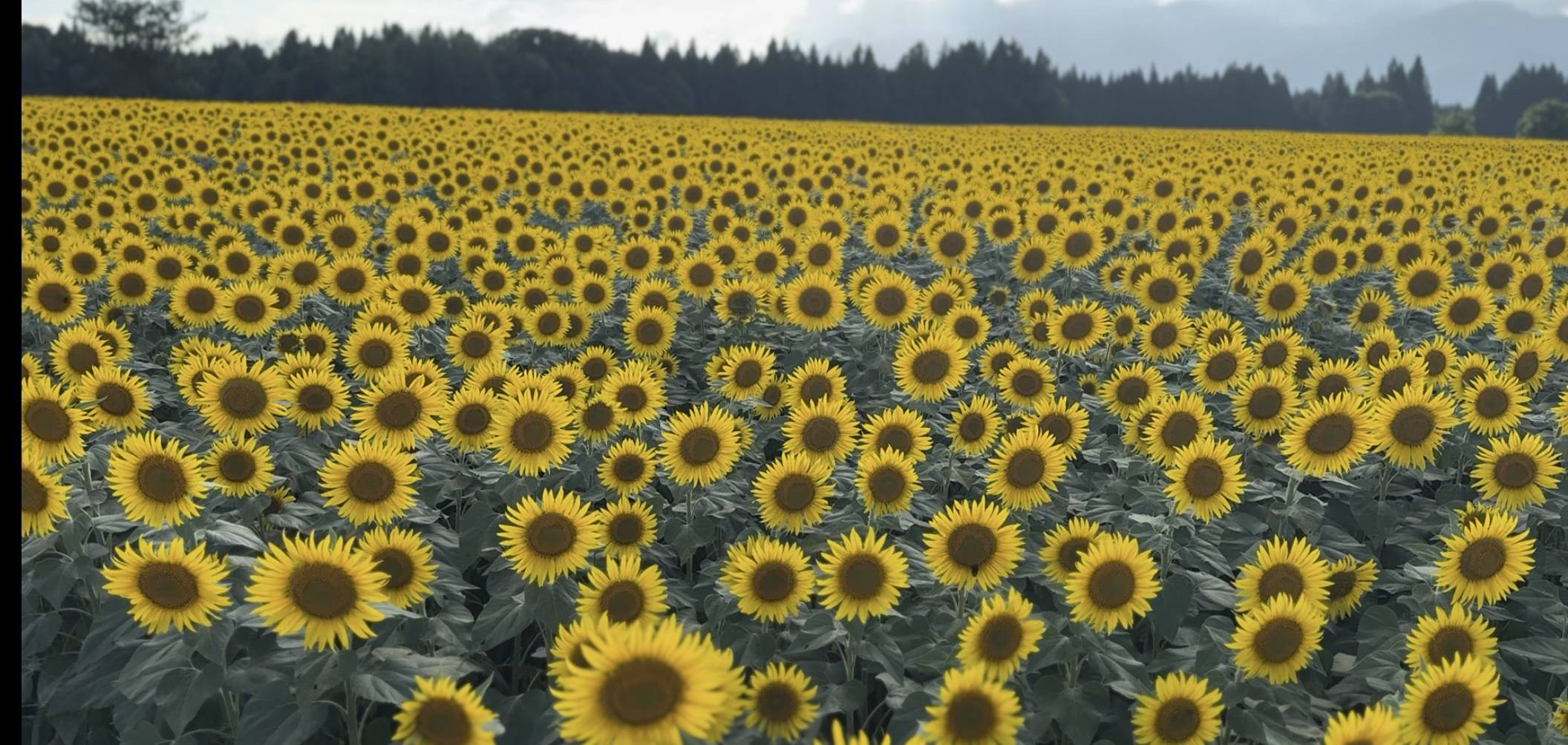 日本三大花火の長岡花火と満開のひまわり♪01